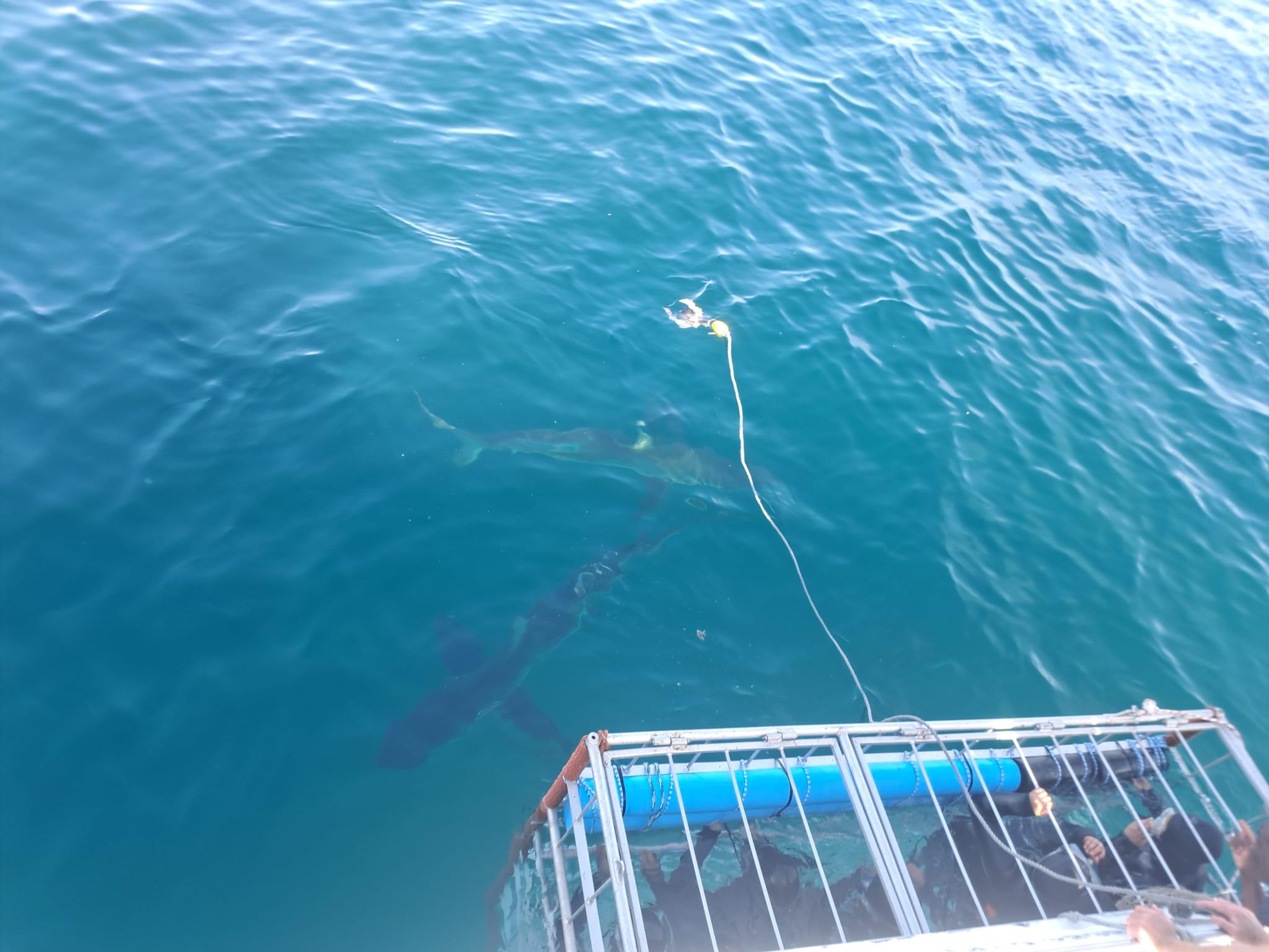 Cape Town Shark Cage Diving Adventure