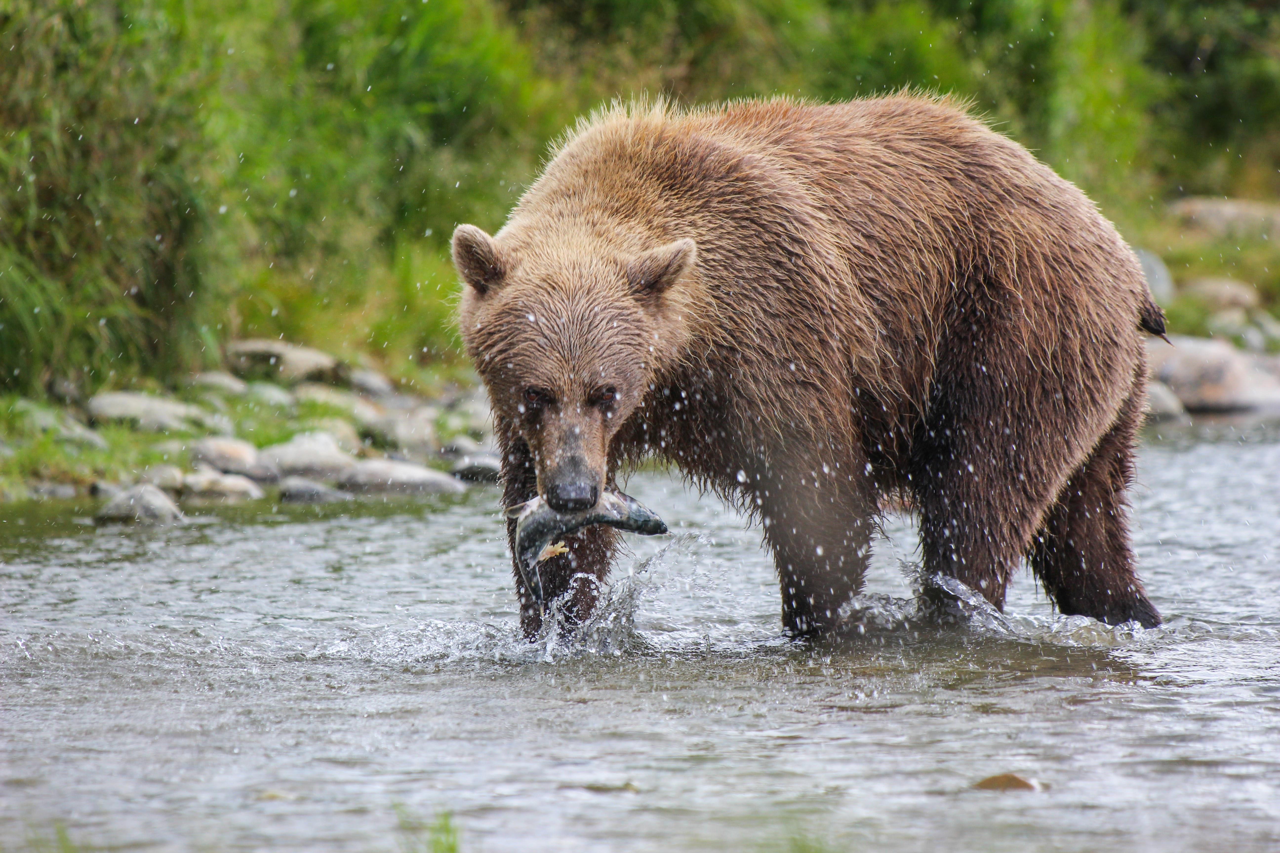 bear viewing in the Kenai Peninsula — photo 3