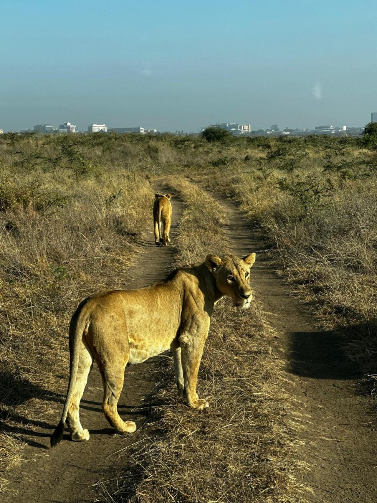 Nairobi National Park 5-Hour Guided Safari