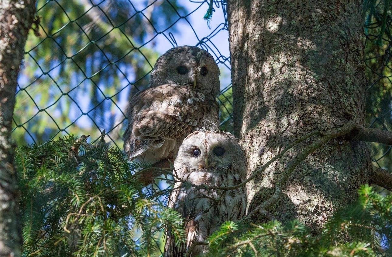 Ranua Wildlife Park Day Trip from Rovaniemi