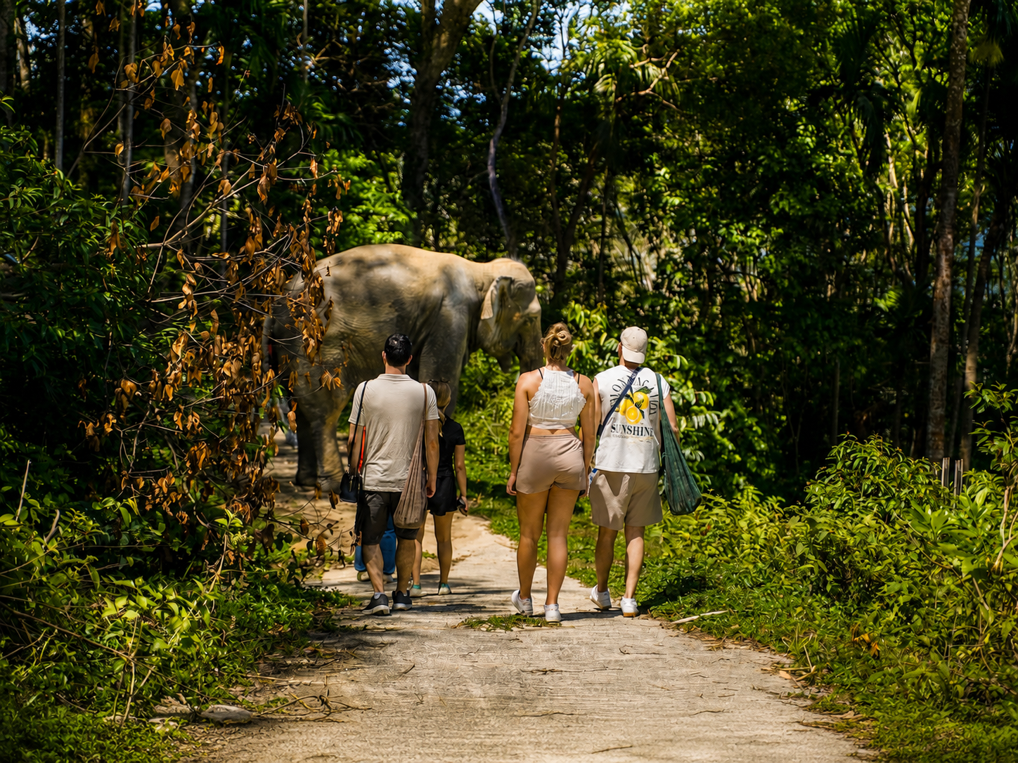 Patong Elephant Sanctuary: Ethical Learning Experience