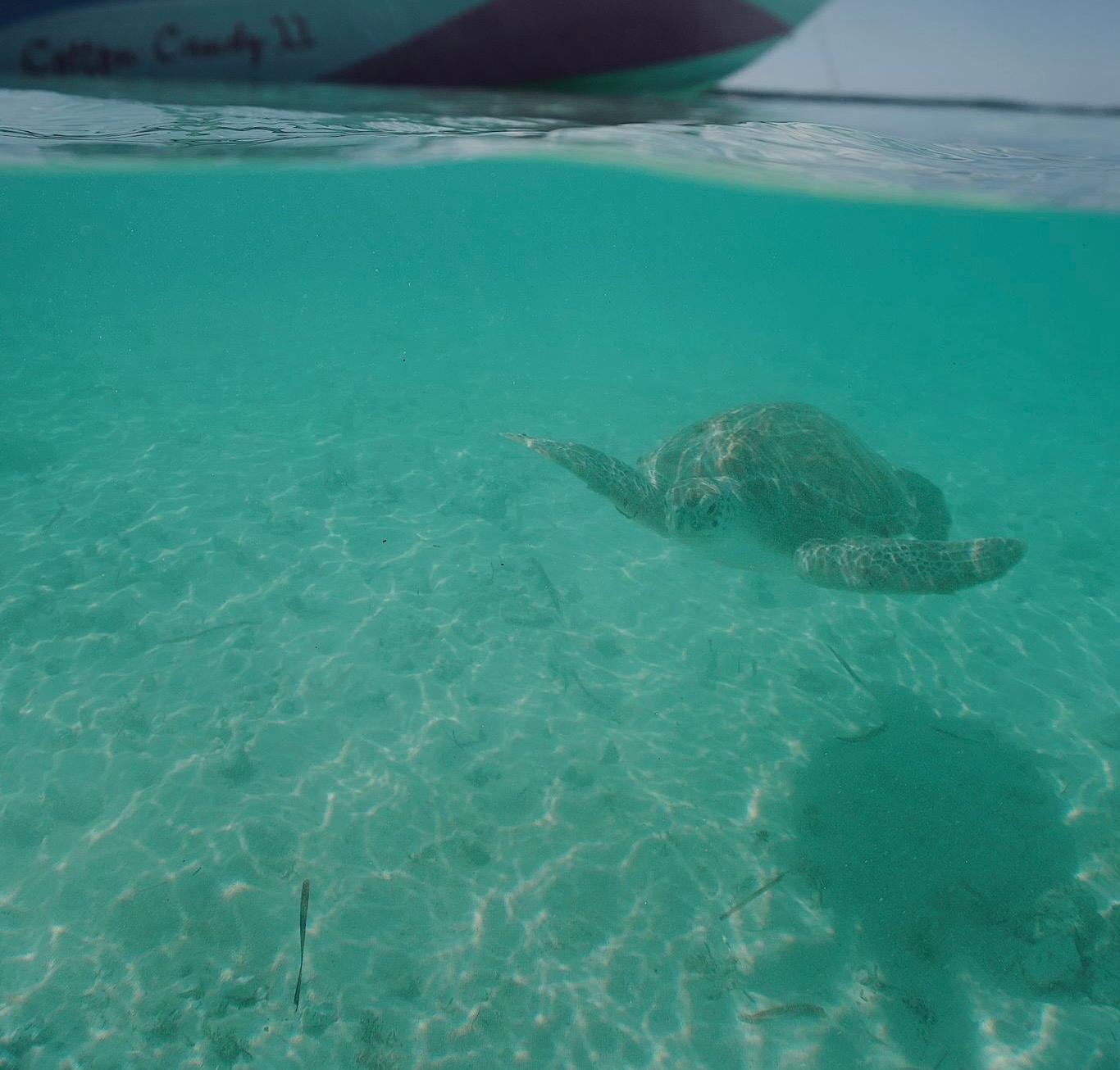 Nassau Powerboat Adventure: Snorkeling, Green Cay Turtles & Private Beach Club