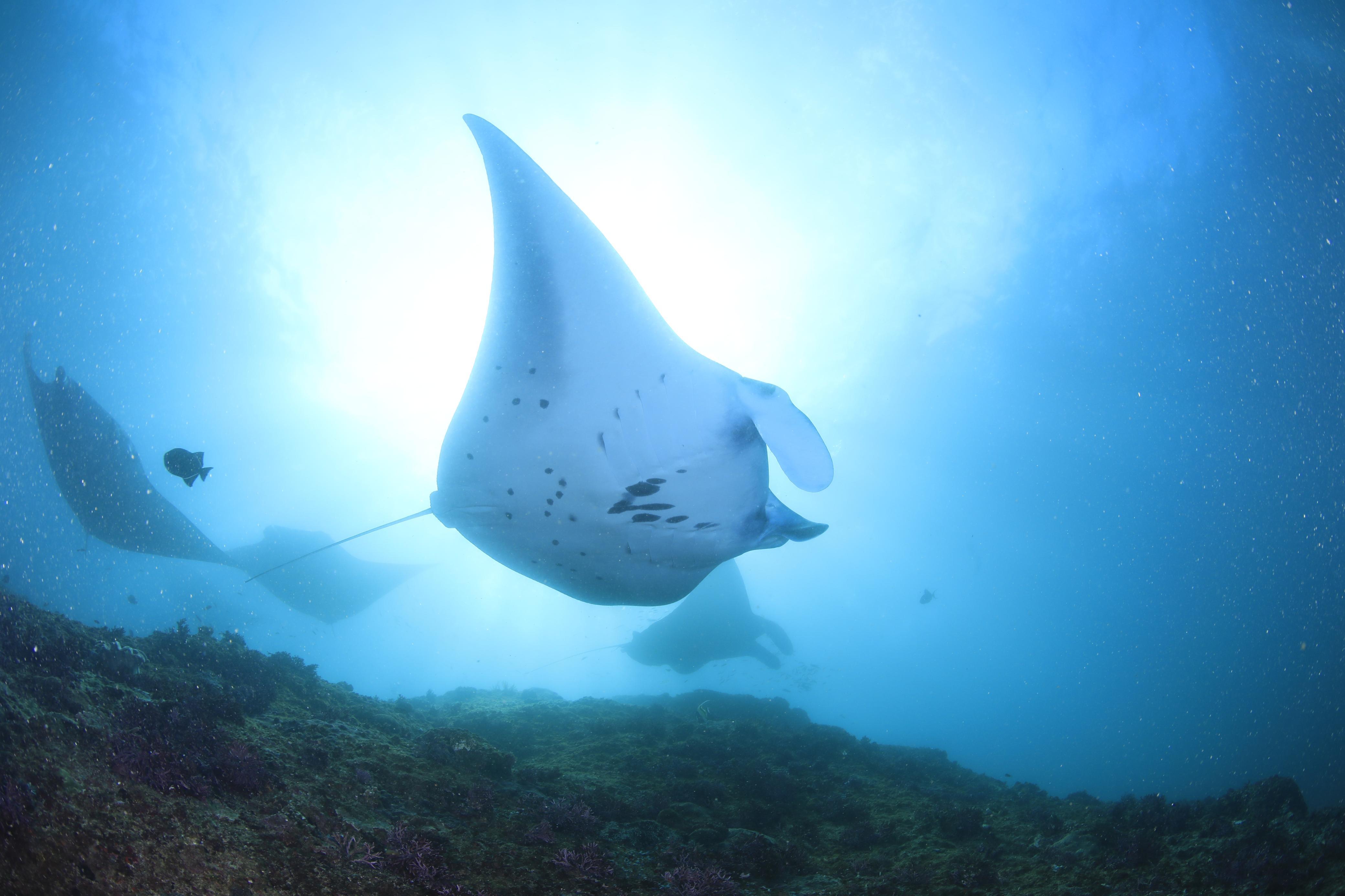 Nusa Penida: Three-Tank Dive Adventure to Manta Point & Crystal Bay