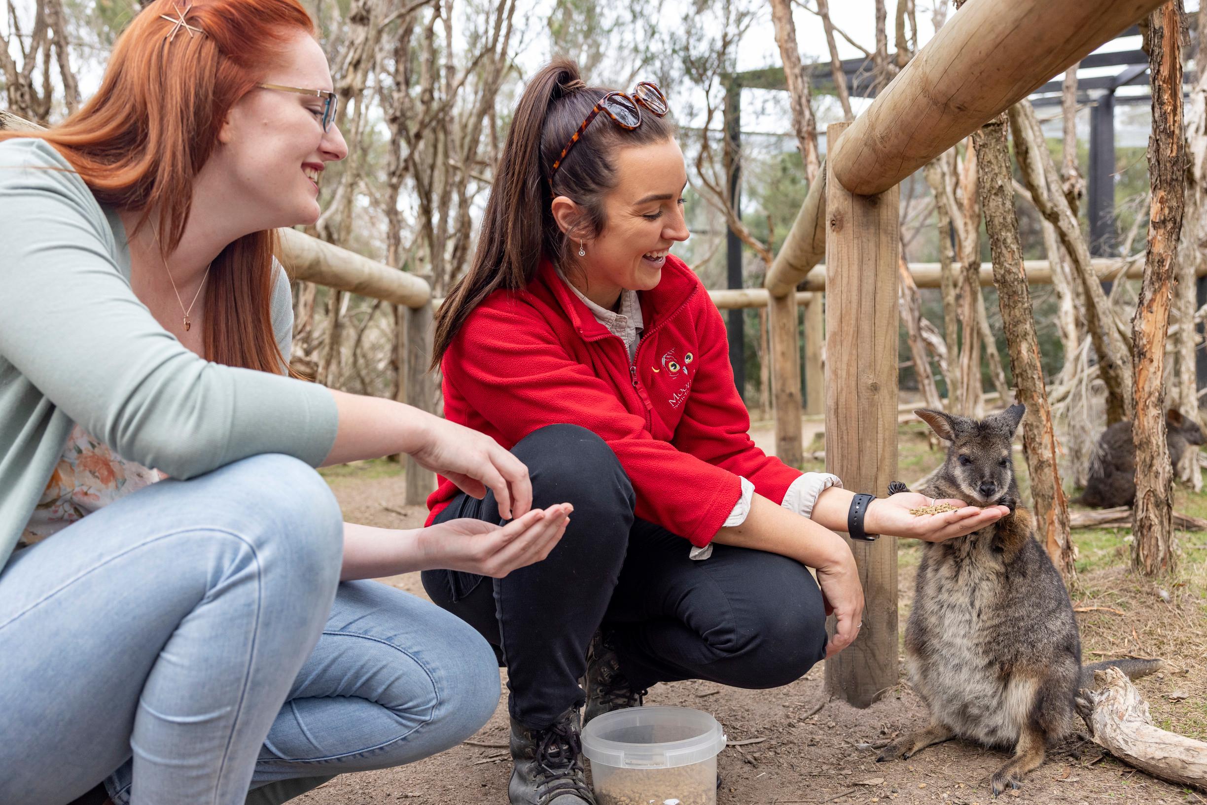 Phillip Island Penguin Parade & Wildlife Day Tour from Melbourne