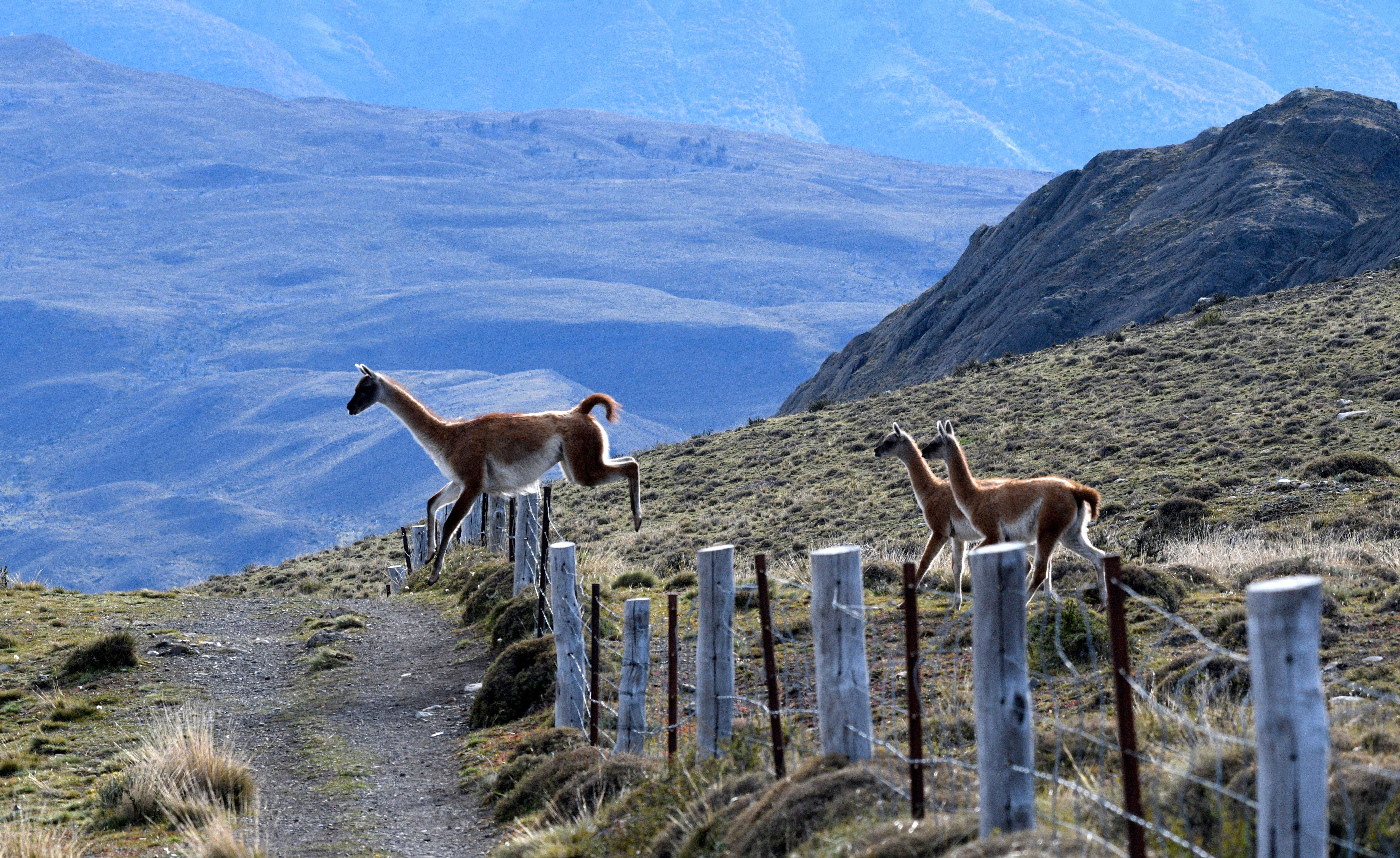 Torres del Paine & Milodon Cave Full-Day Expedition
