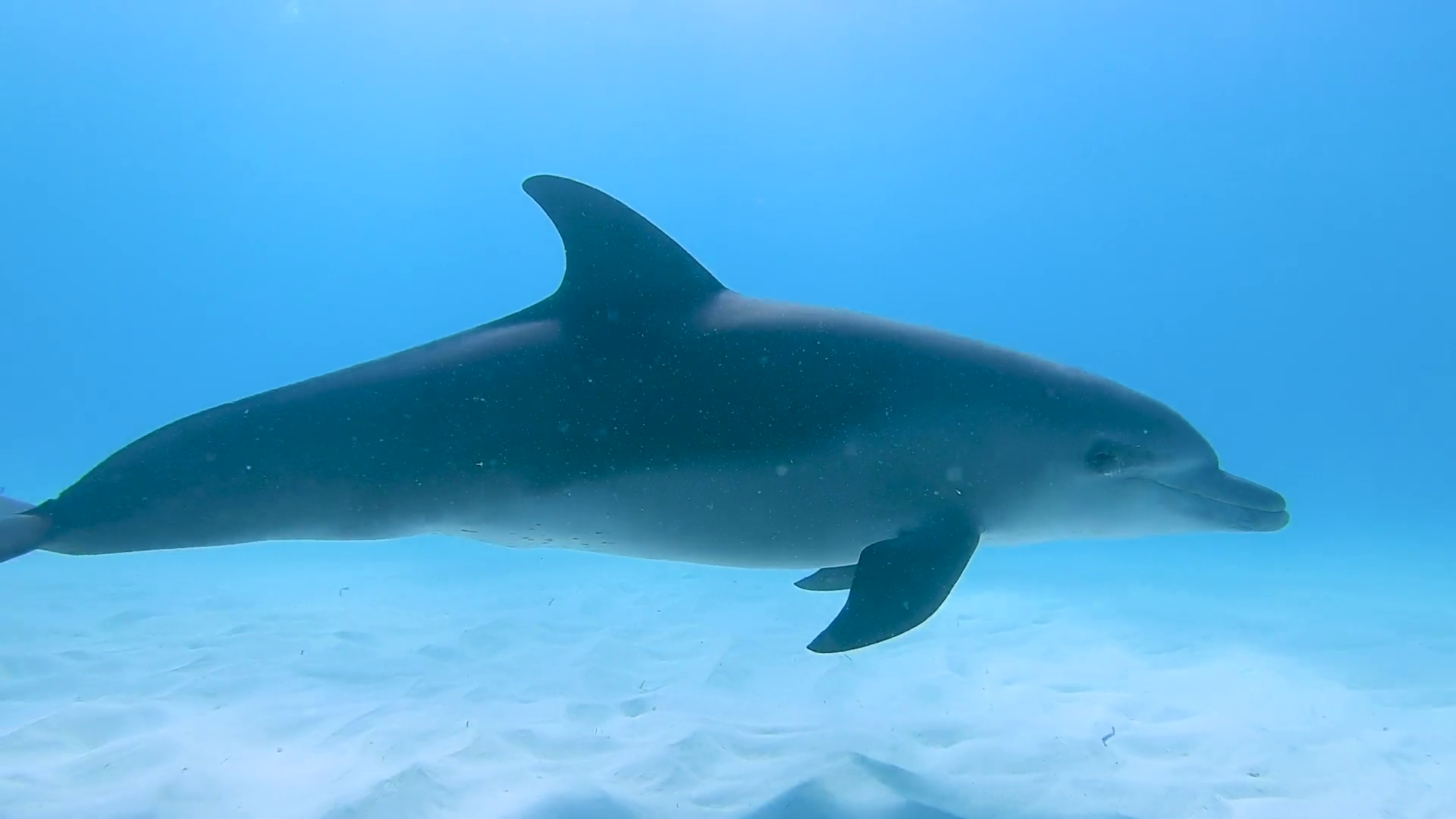 Mnemba Atoll Dolphin & Snorkel Boat Adventure from Kendwa or Nungwi