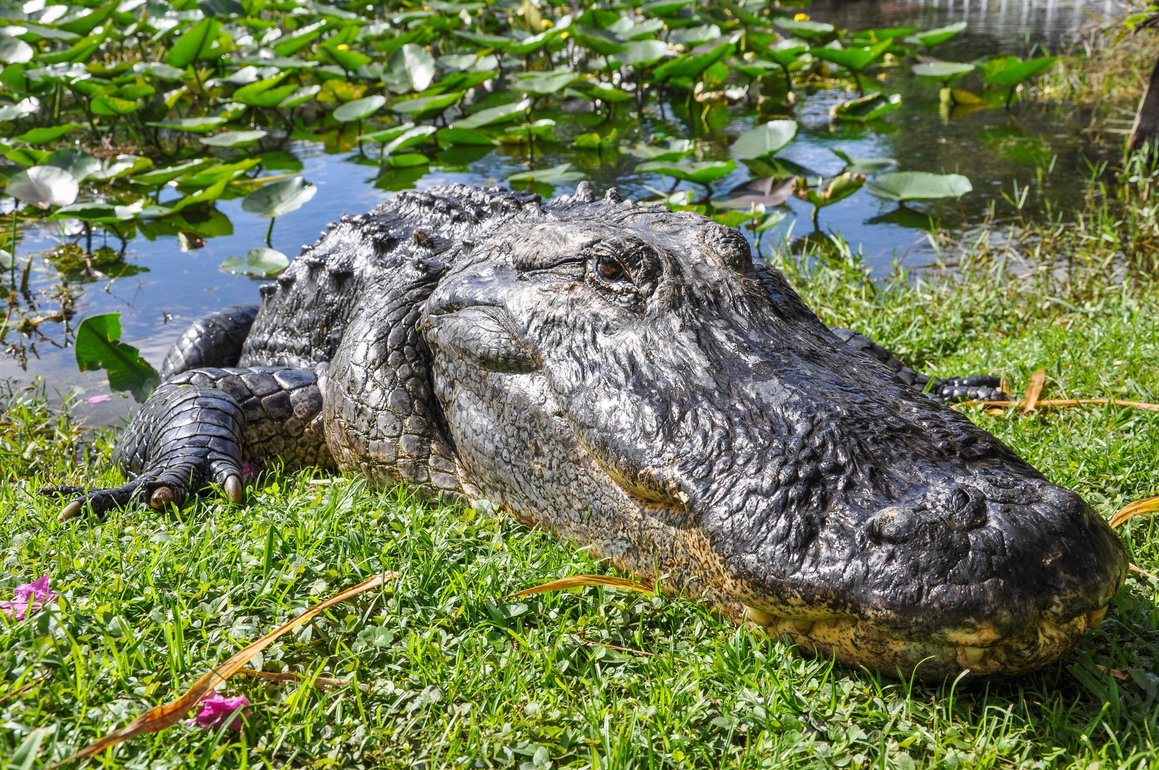 Everglades Safari Park Airboat Adventure