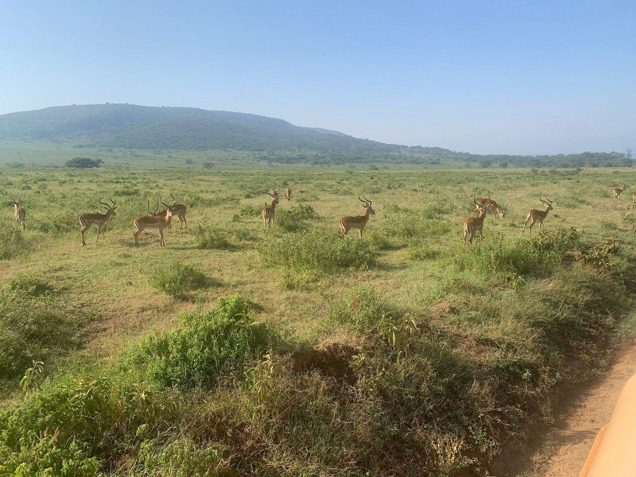 Nairobi National Park Twilight Safari & Sundowner