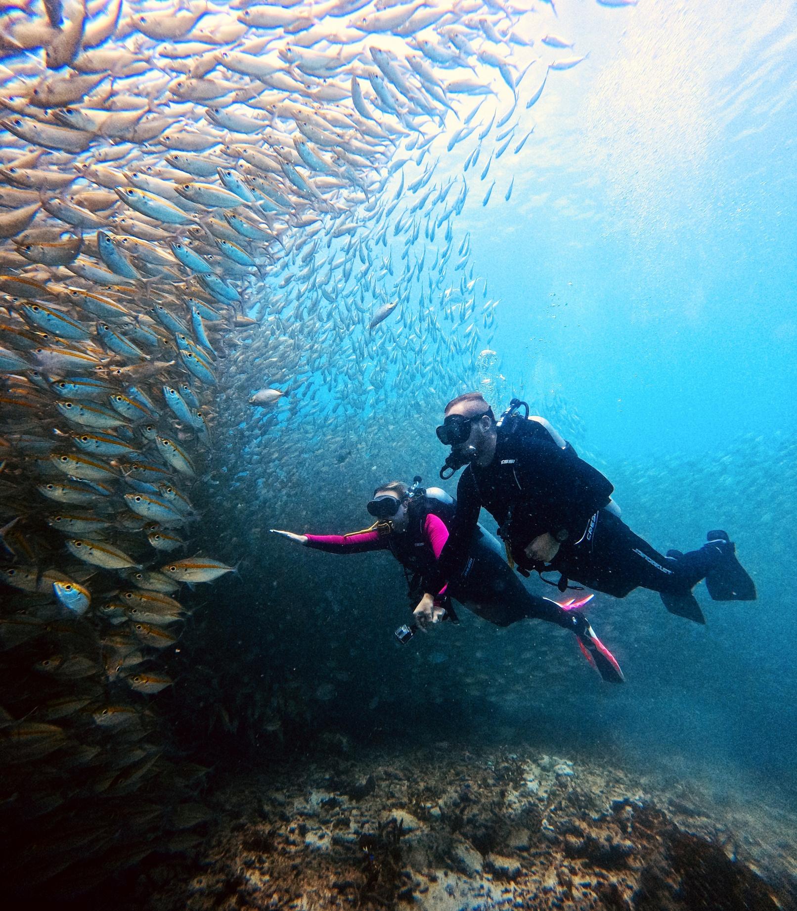 Koh Tao Two-Dive Trip from Koh Samui for Certified Divers