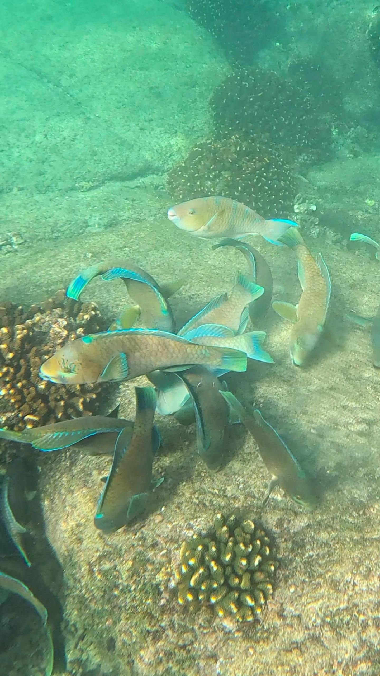 Cabo Pulmo National Park: Full-Day 2-Tank Scuba Diving Adventure
