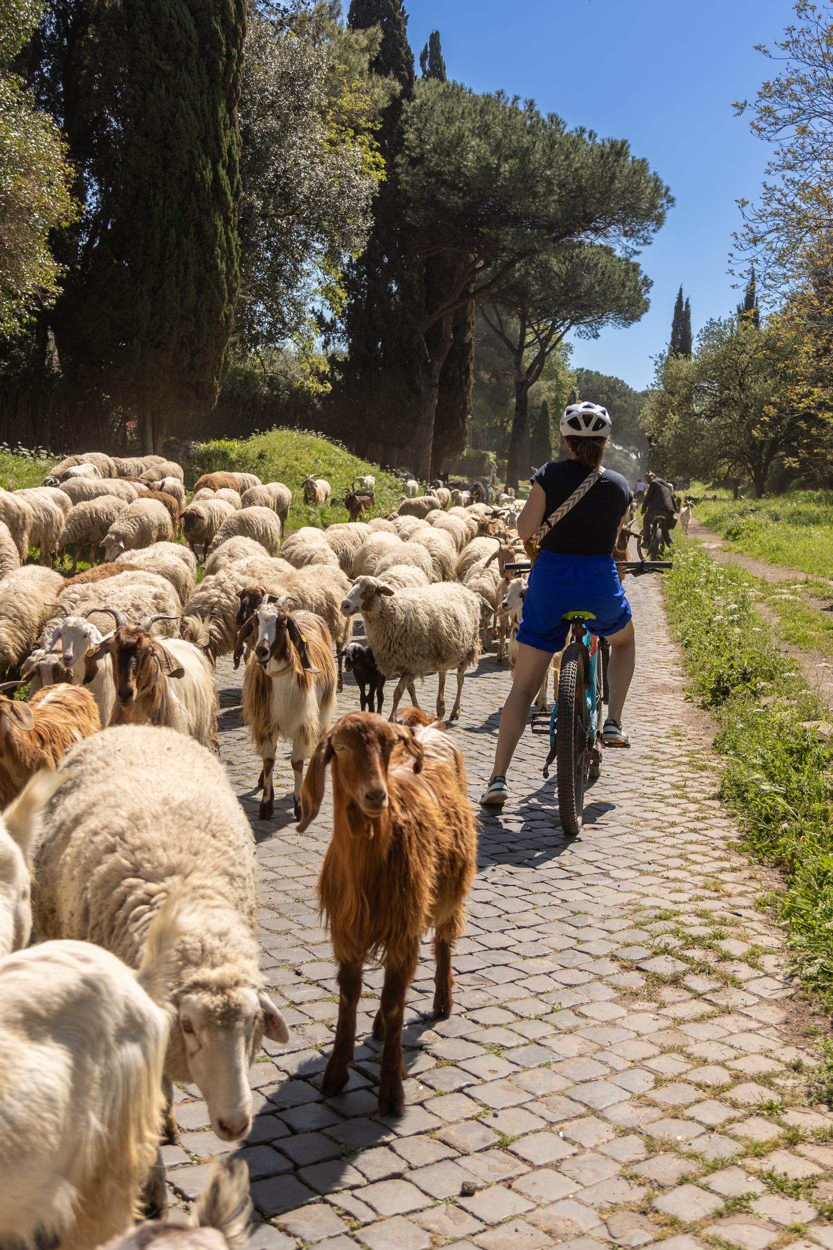 Appian Way bike tour Rome Via Appia Antica aqueducts — image 12
