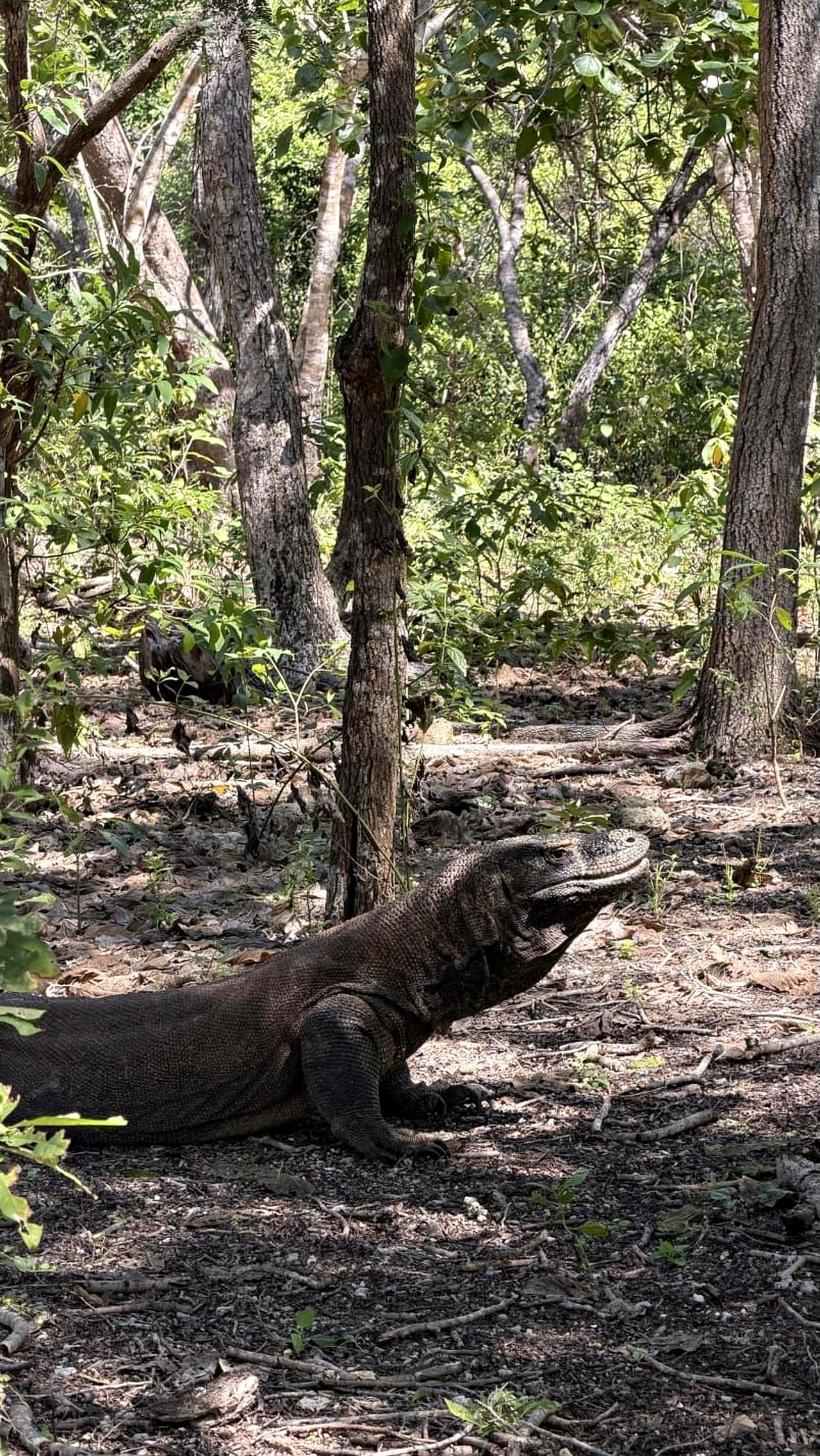 Komodo National Park: 6-Stop Fast Boat Day Trip