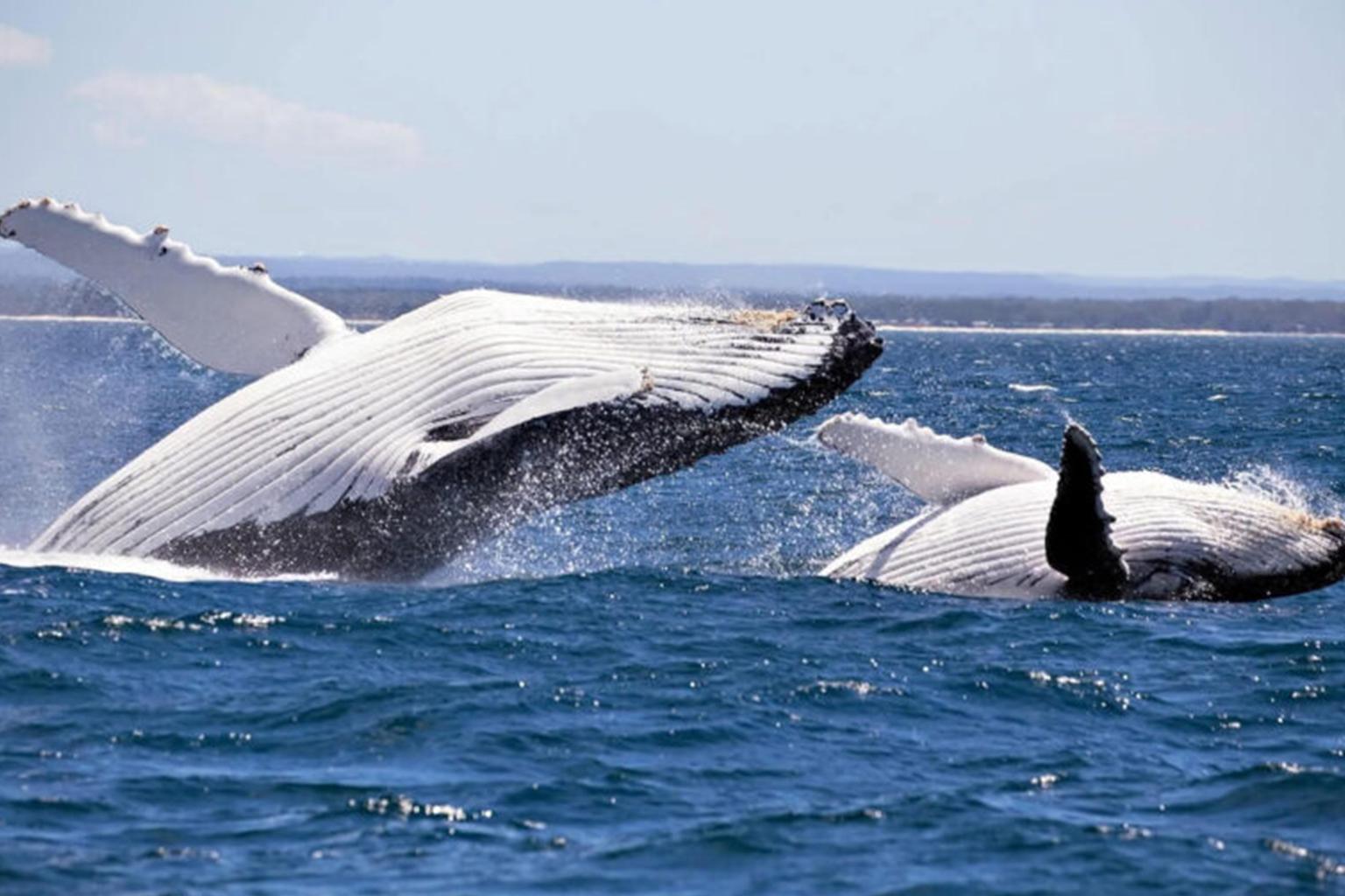 Mirissa Whale Watching Eco-Expedition