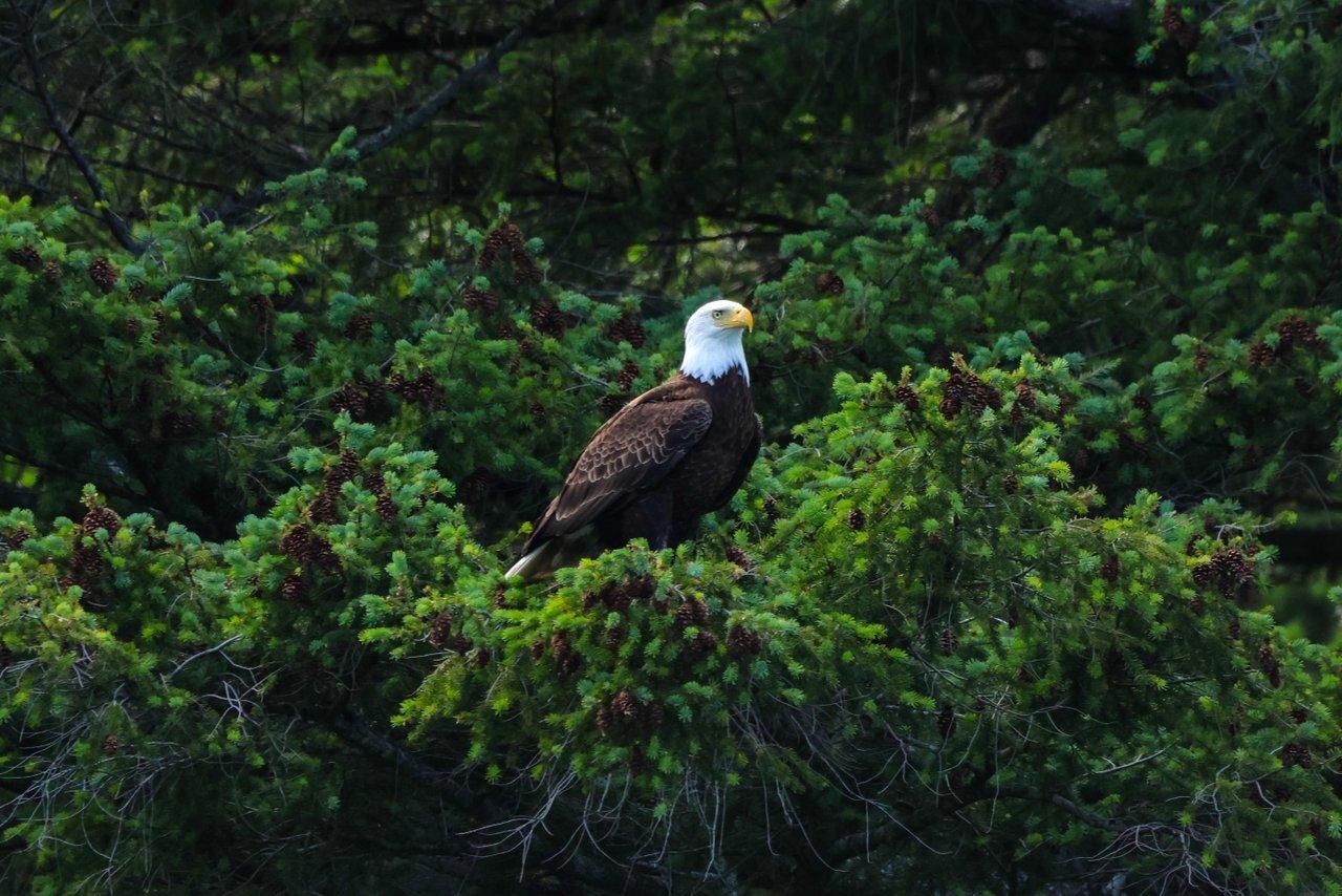 Vancouver whale watching tour — orcas and marine wildlife in the Salish Sea — image 7