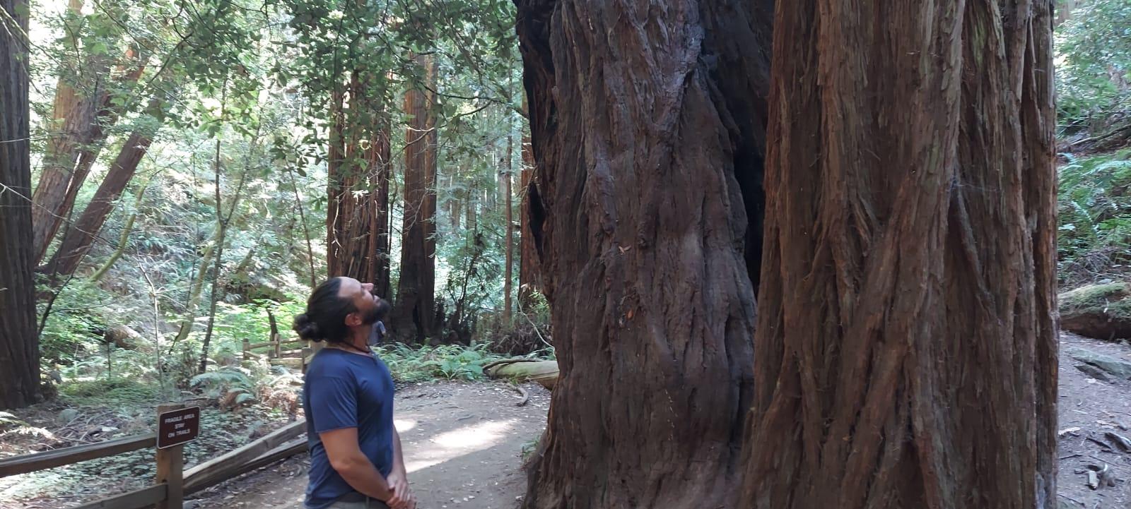Muir Woods, Sausalito, and Exclusive Alcatraz Night Tour