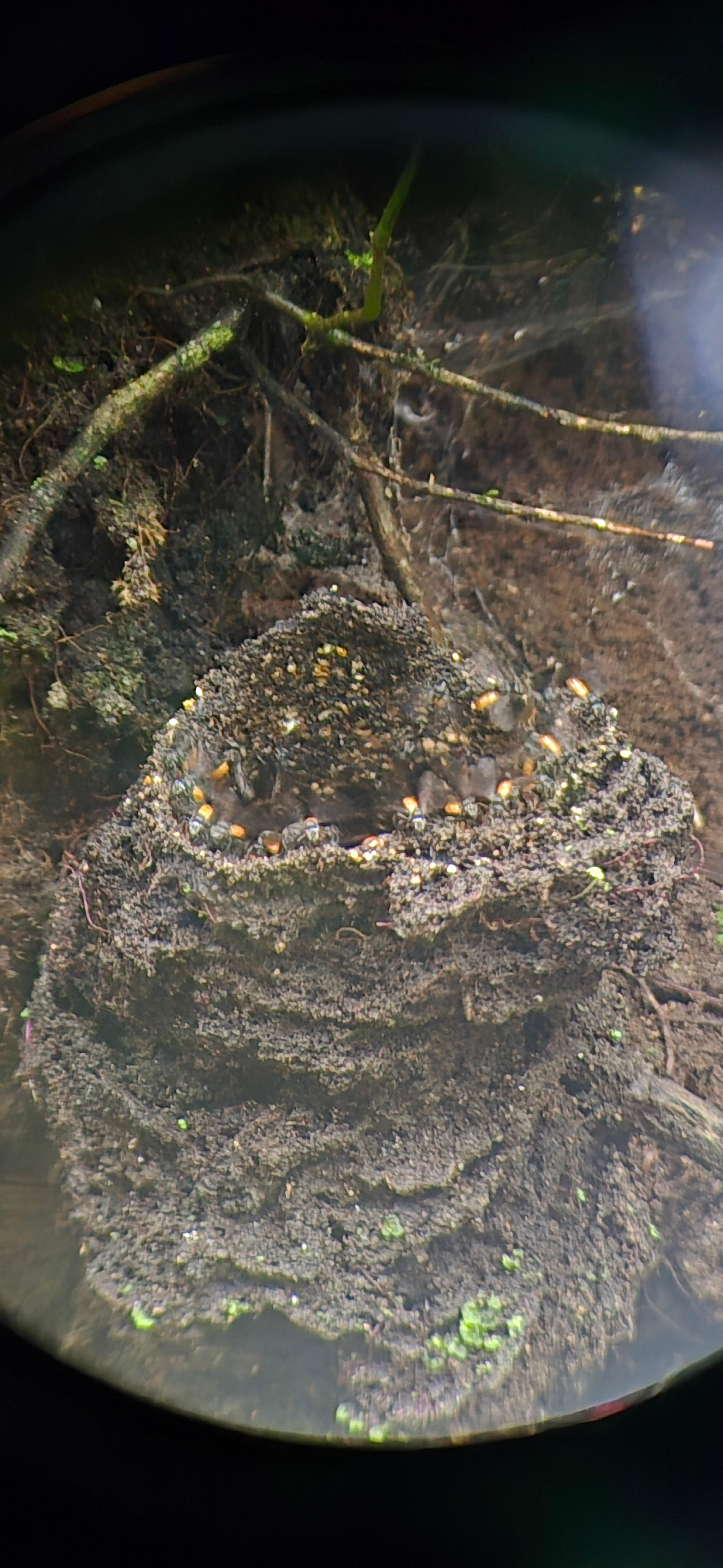 Monteverde Cloud & Transitional Forest Guided Walk