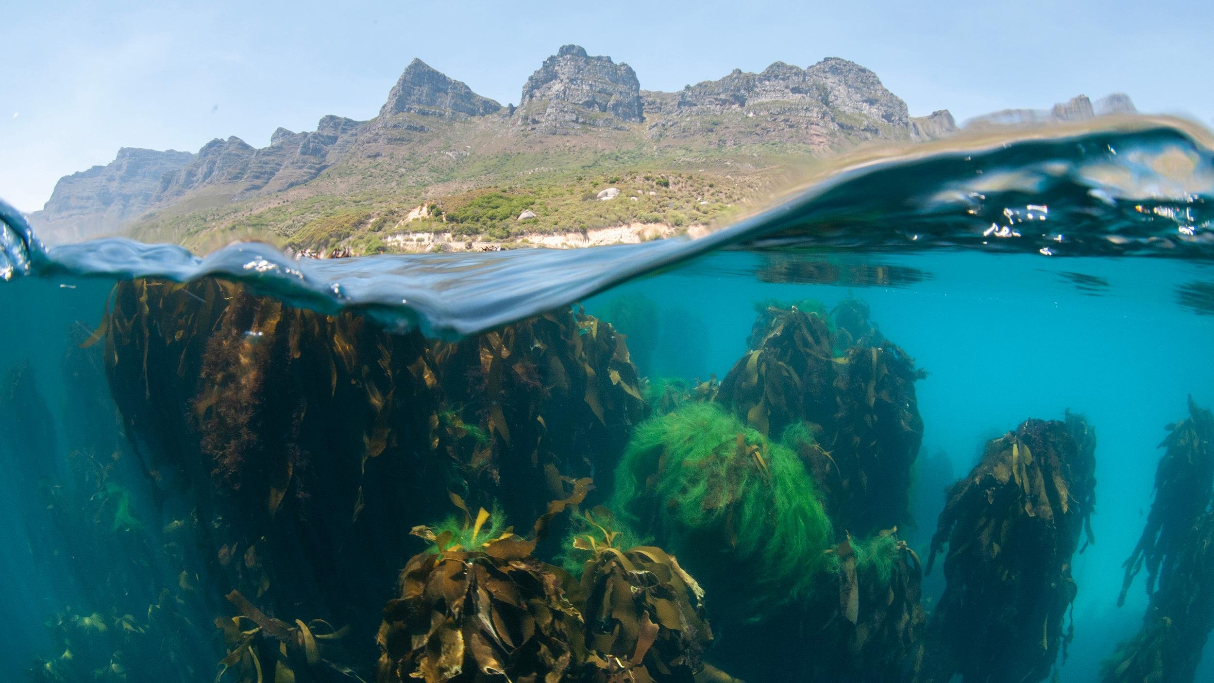 Hout Bay Ocean Safari & Kelp Forest Snorkel