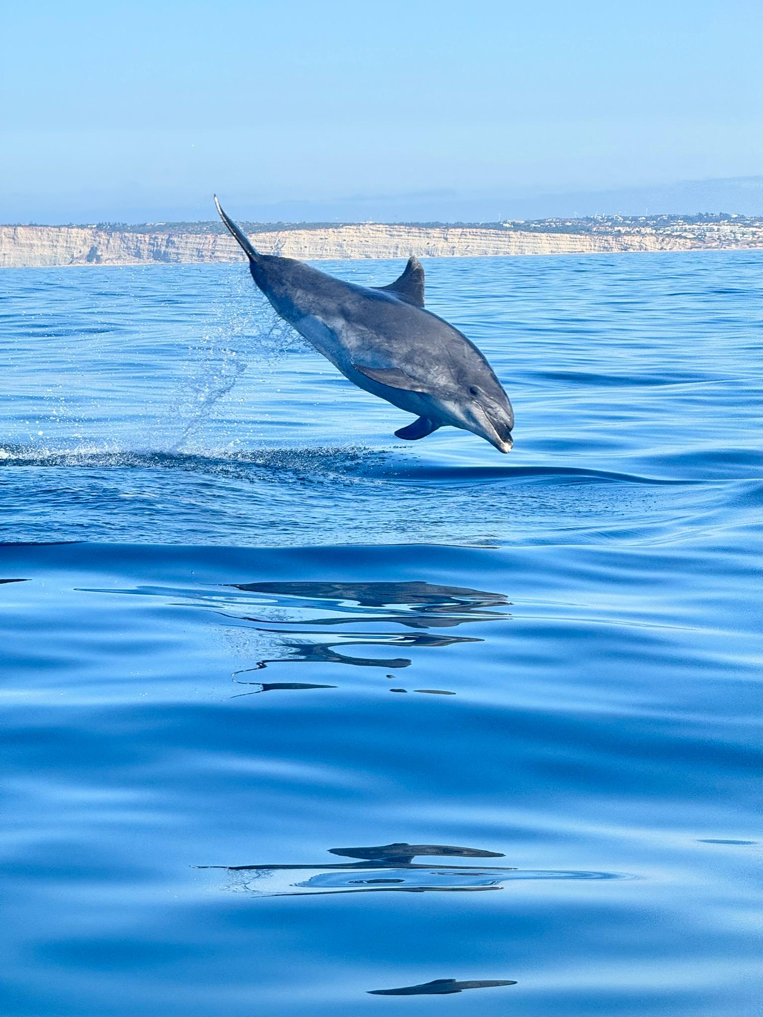 Lagoa Dolphin Watching Expedition with Onboard Biologist
