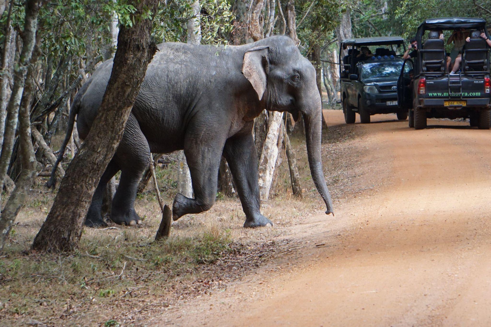 Full-Day Wilpattu National Park Safari from Anuradhapura