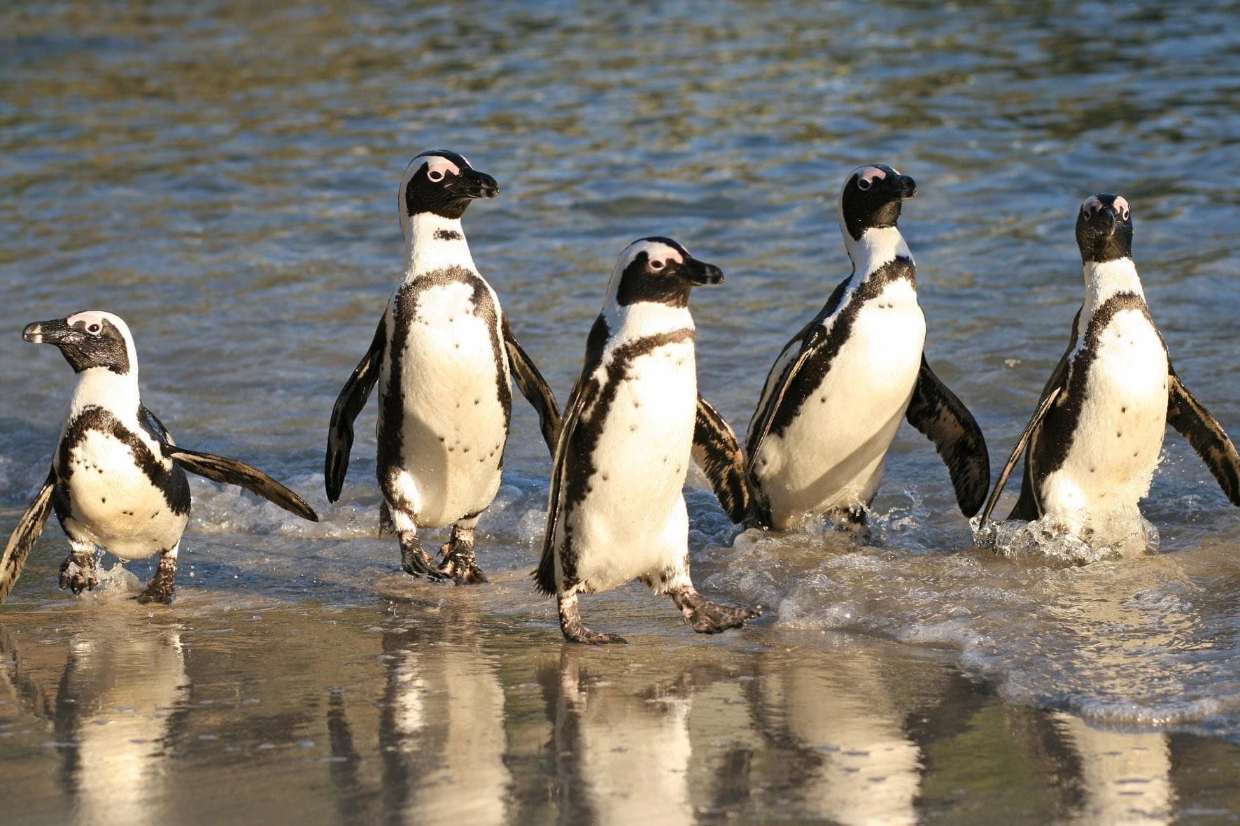 Cape Peninsula Full-Day Tour with Penguins & Chapman's Peak