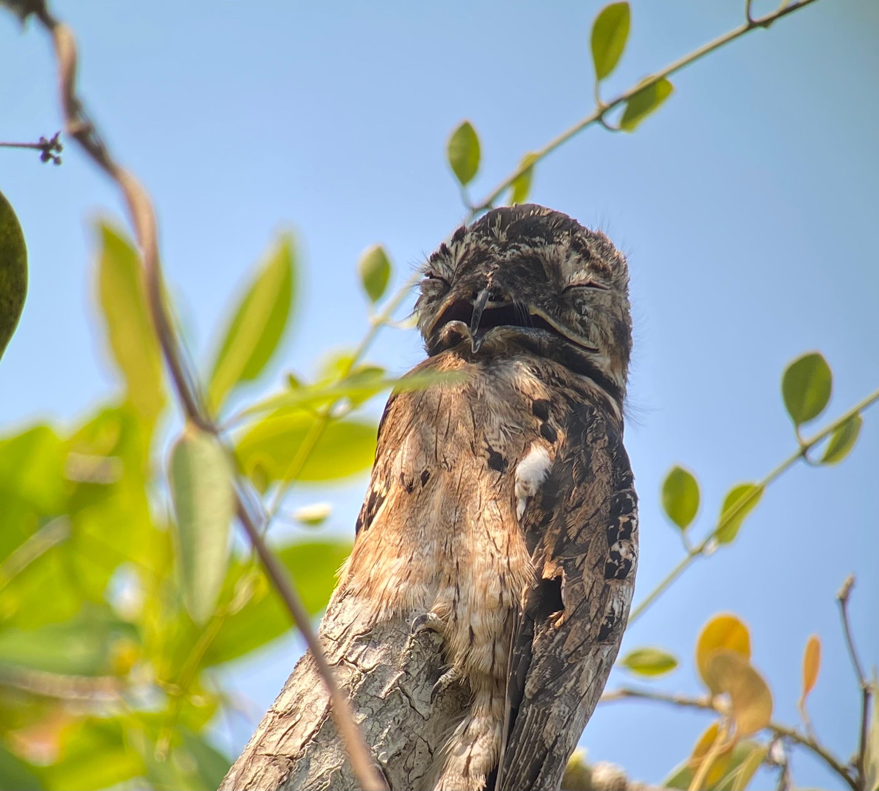 Manuel Antonio National Park: Naturalist-Led Wildlife Walking Tour