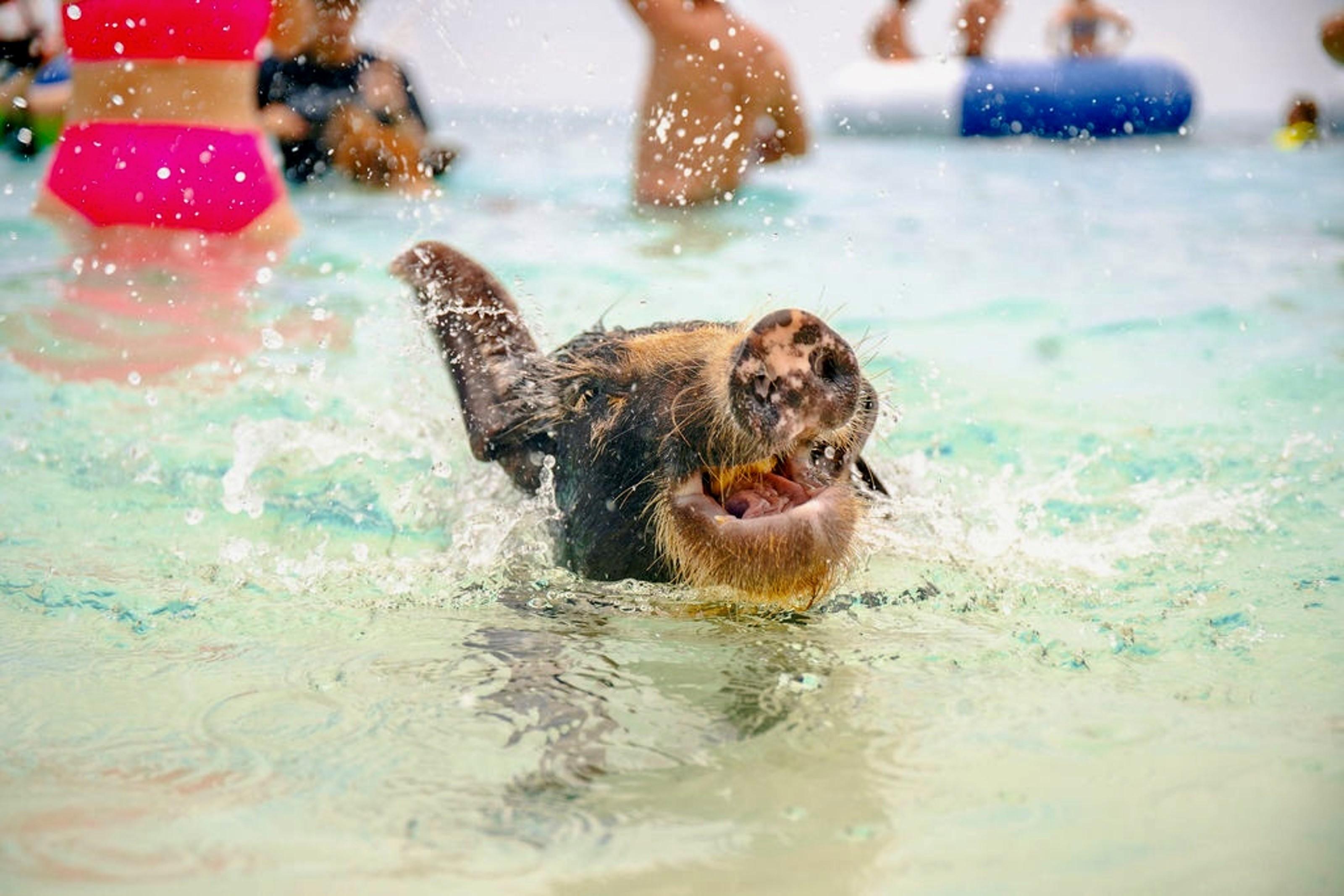 Rose Island Swimming Pigs Express from Nassau