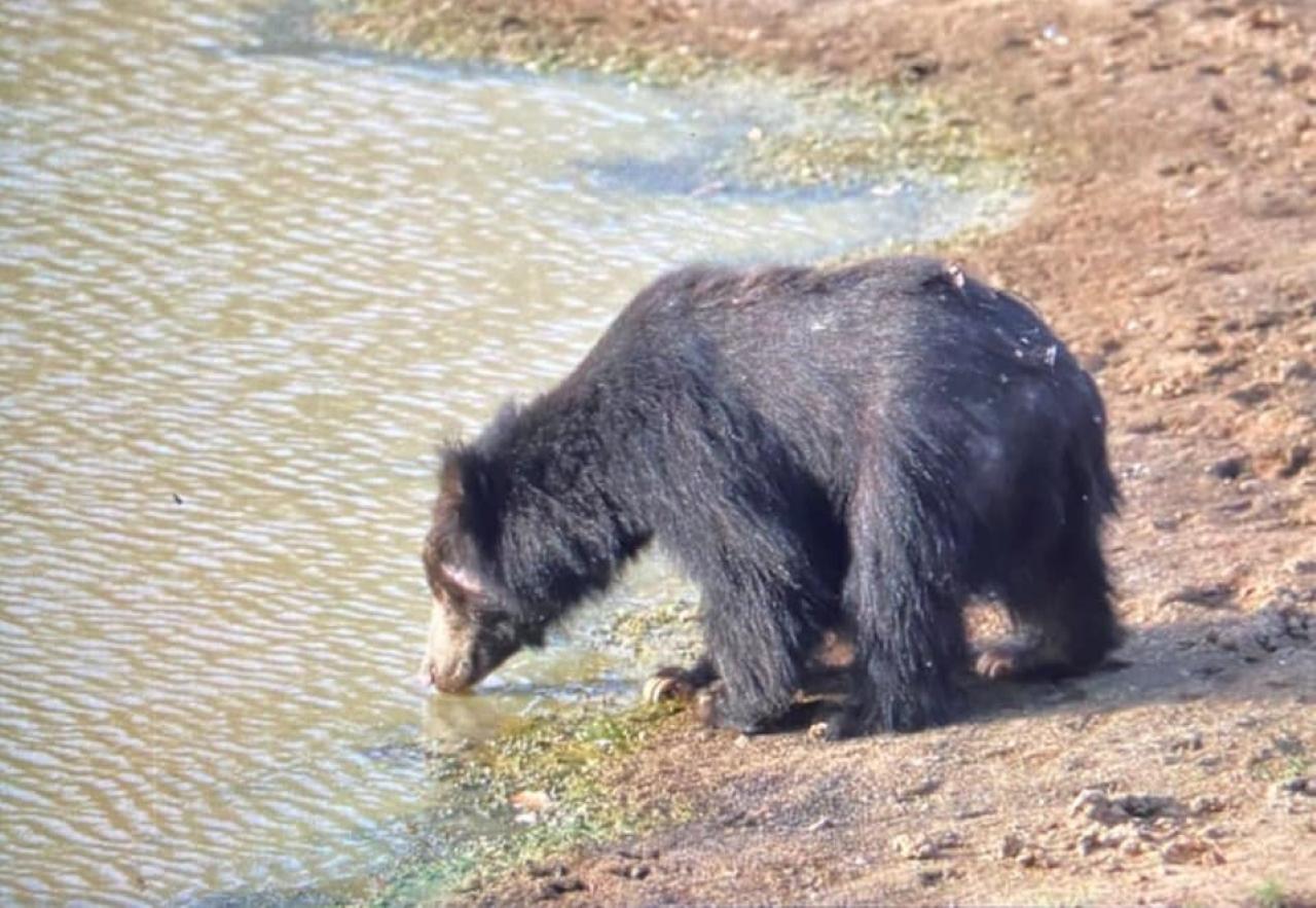 Full-Day Wilpattu National Park Safari Adventure