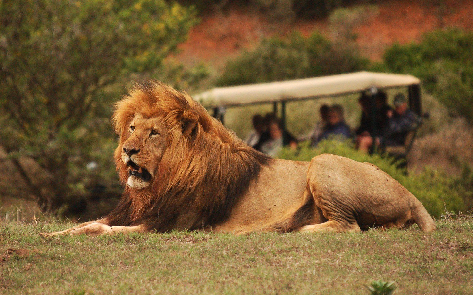 Addo Elephant Park & Schotia Reserve Full-Day Big 5 Safari
