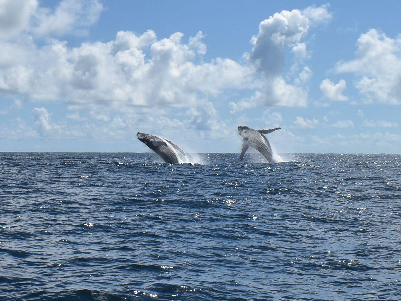Samaná Bay Whale Watching & Cayo Levantado Island