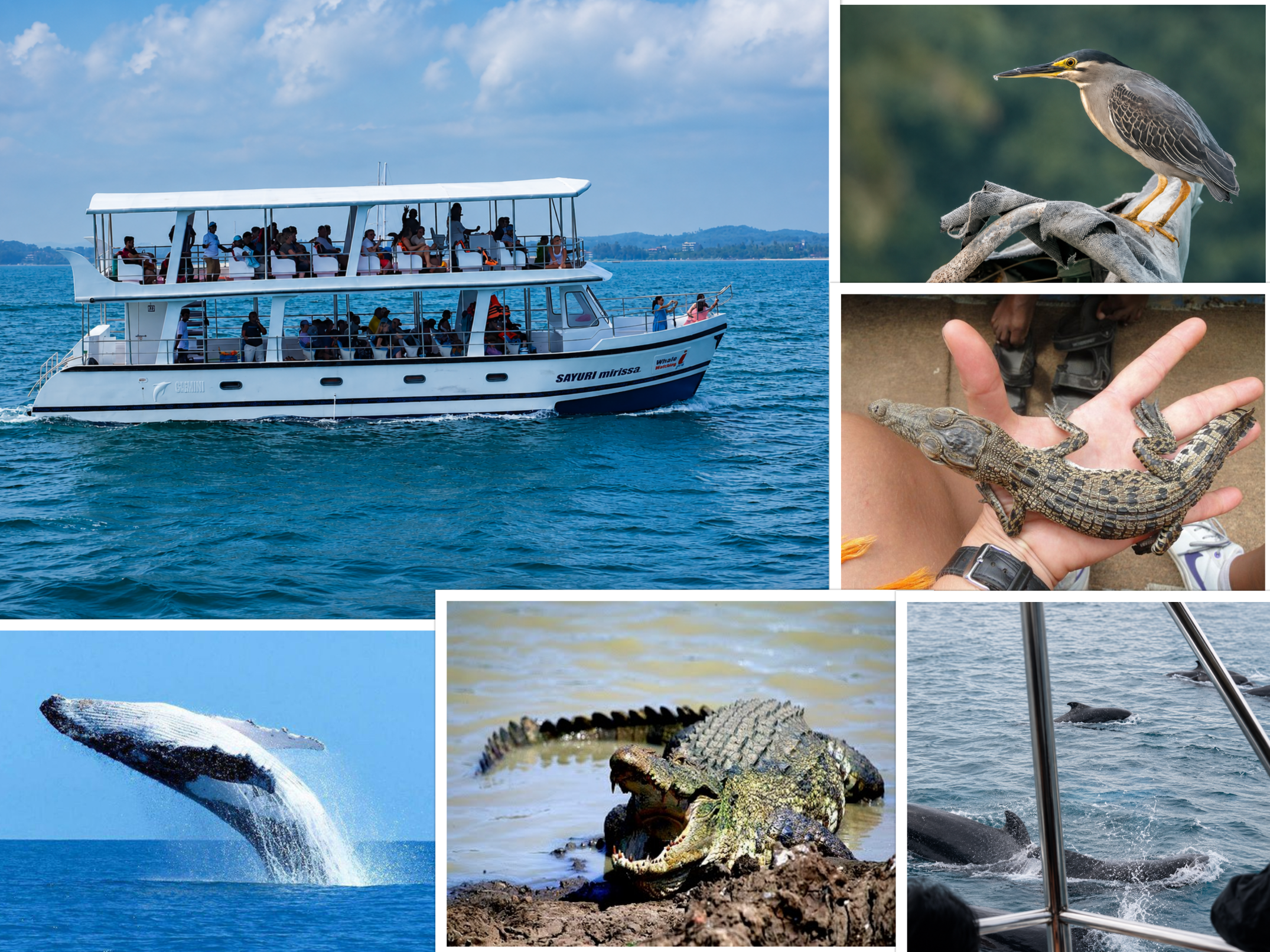 Mirissa Blue Whale & Crocodile River Combo Safari