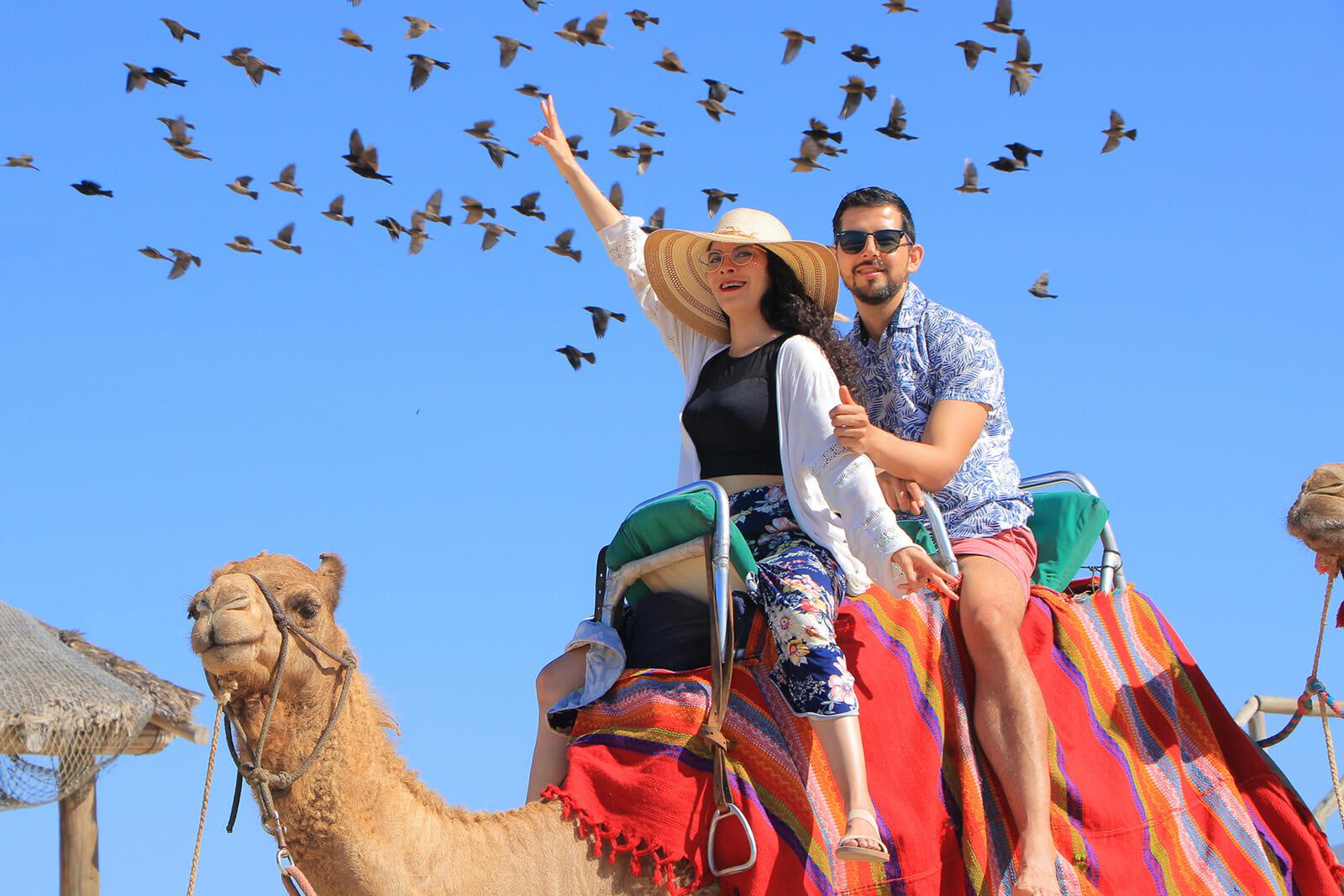 Cabo Desert Camel Ride with Mexican Buffet & Tequila Tasting