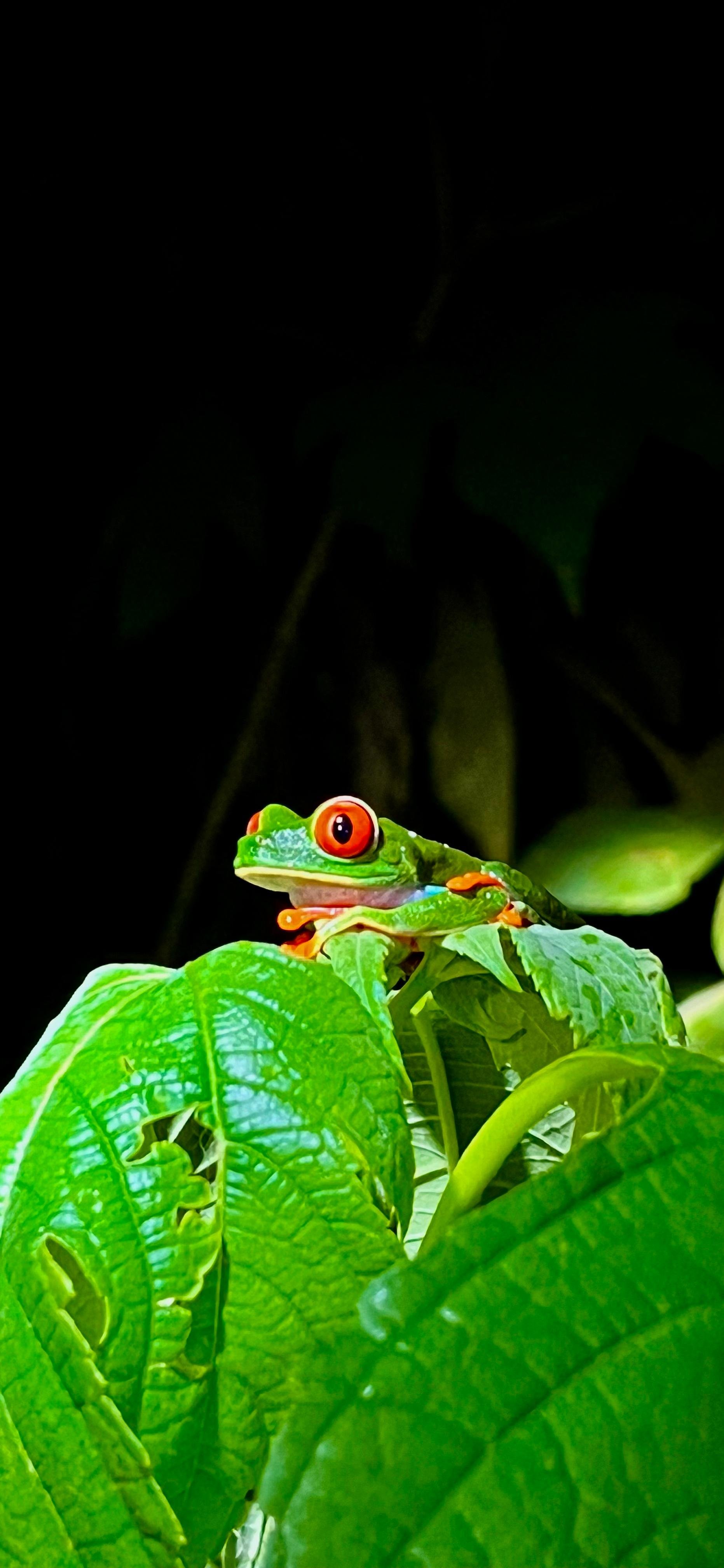 Nighttime Rainforest Walk in La Fortuna