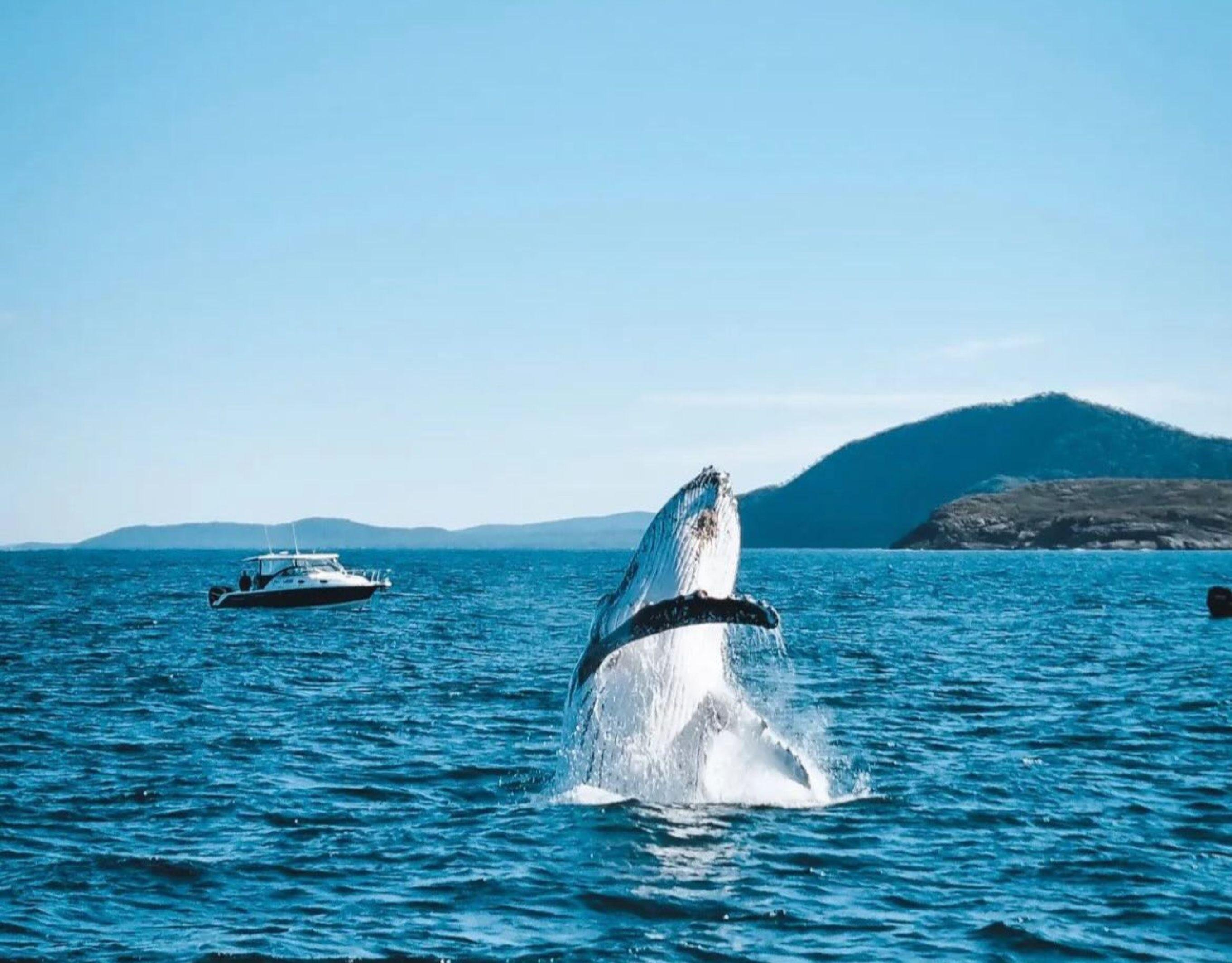 Port Stephens Wildlife & Dunes Adventure from Newcastle