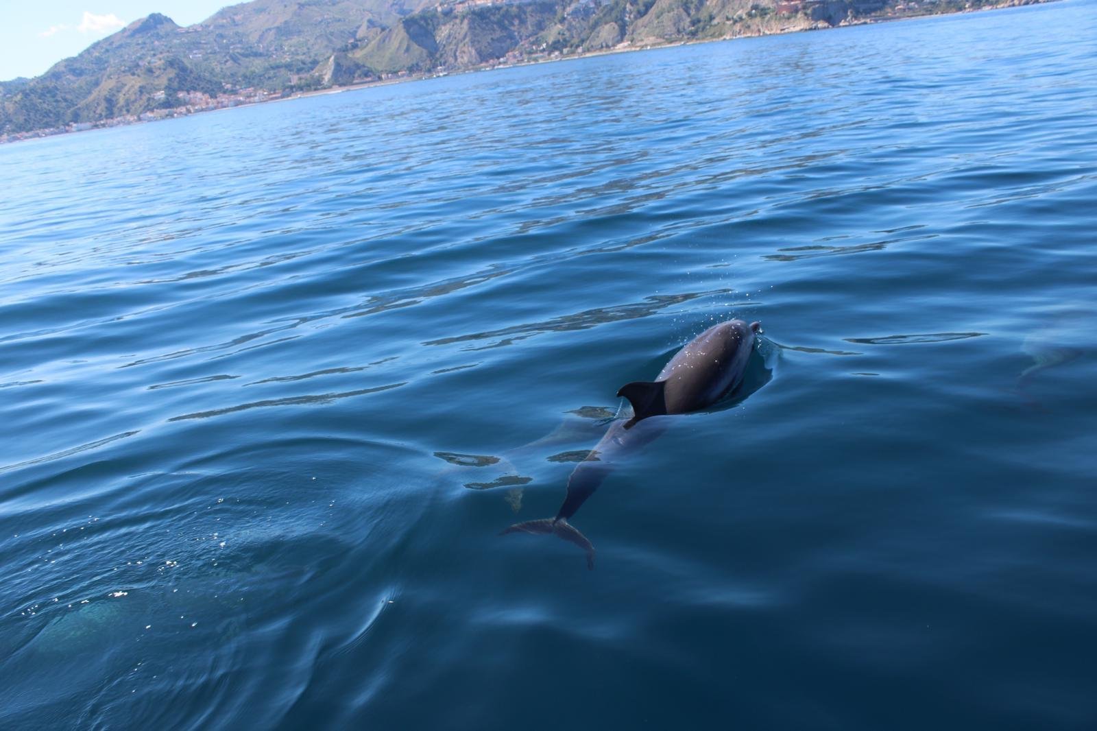 Taormina Sunset Catamaran & Dolphin Watching Cruise