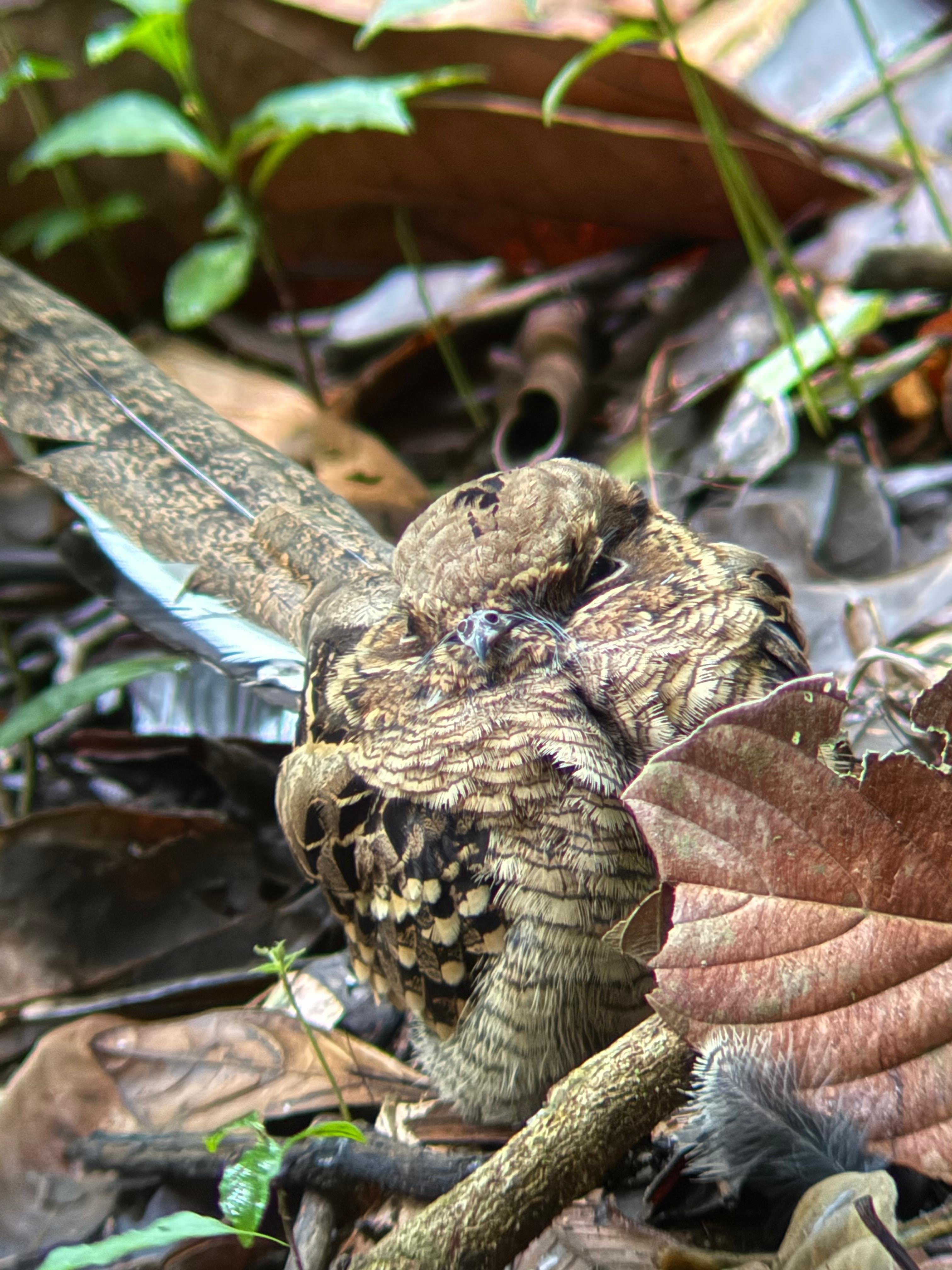 Manuel Antonio National Park: Wildlife Guided Tour with Entrance Fee
