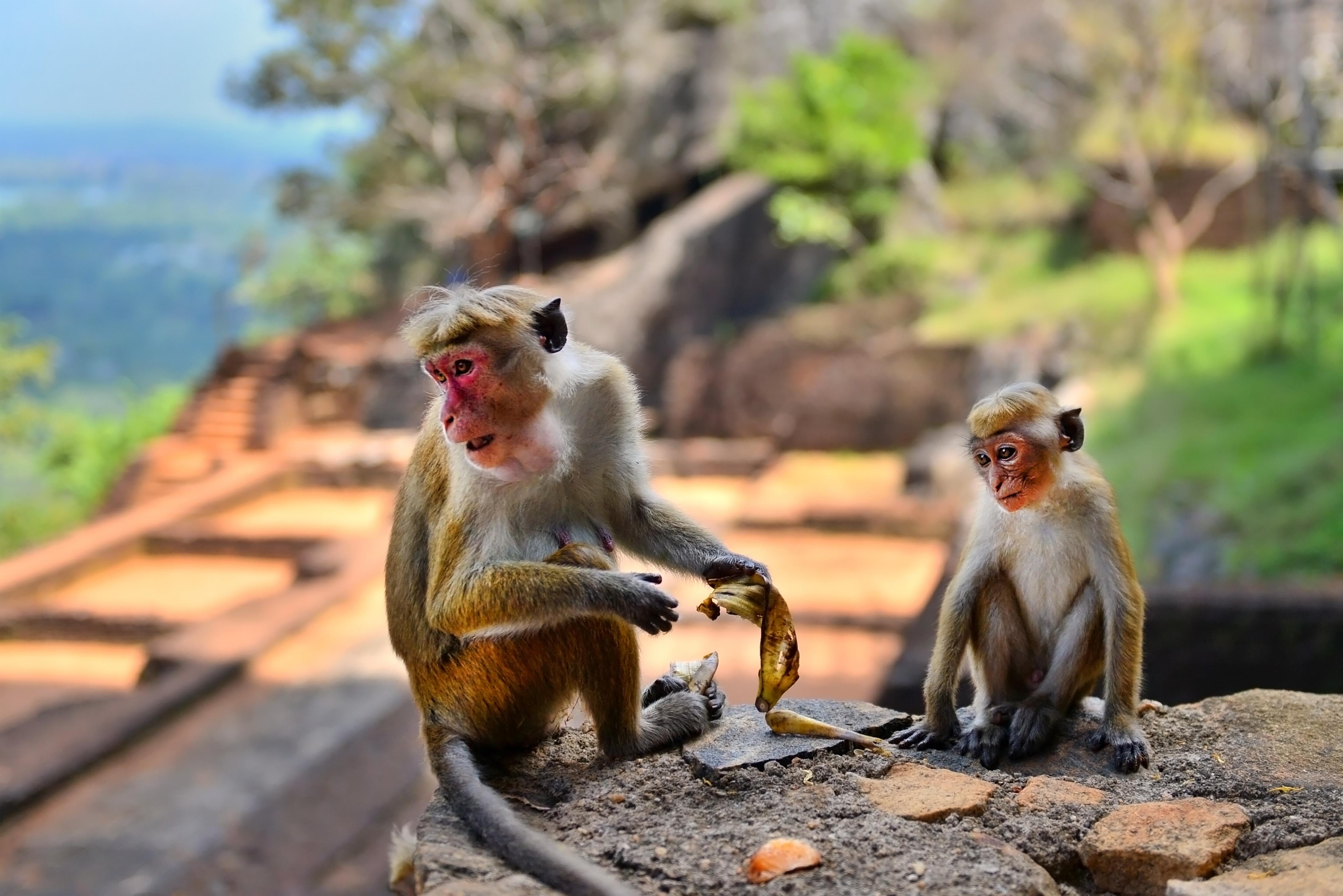 3-Day Sri Lanka Highlights: Sigiriya, Kandy & Ella Train Journey