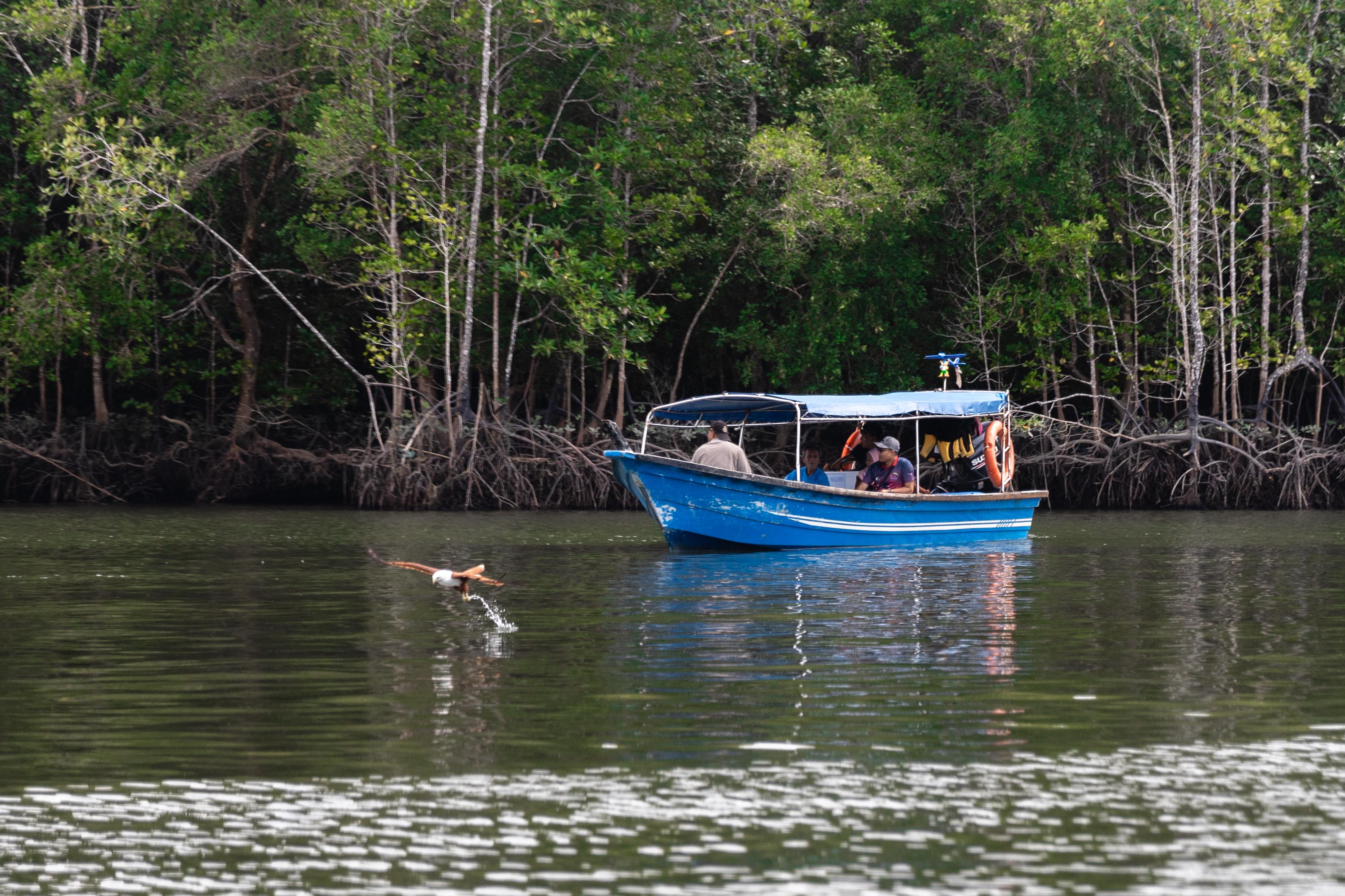 Langkawi Mangrove River Cruise with Wildlife & Geopark