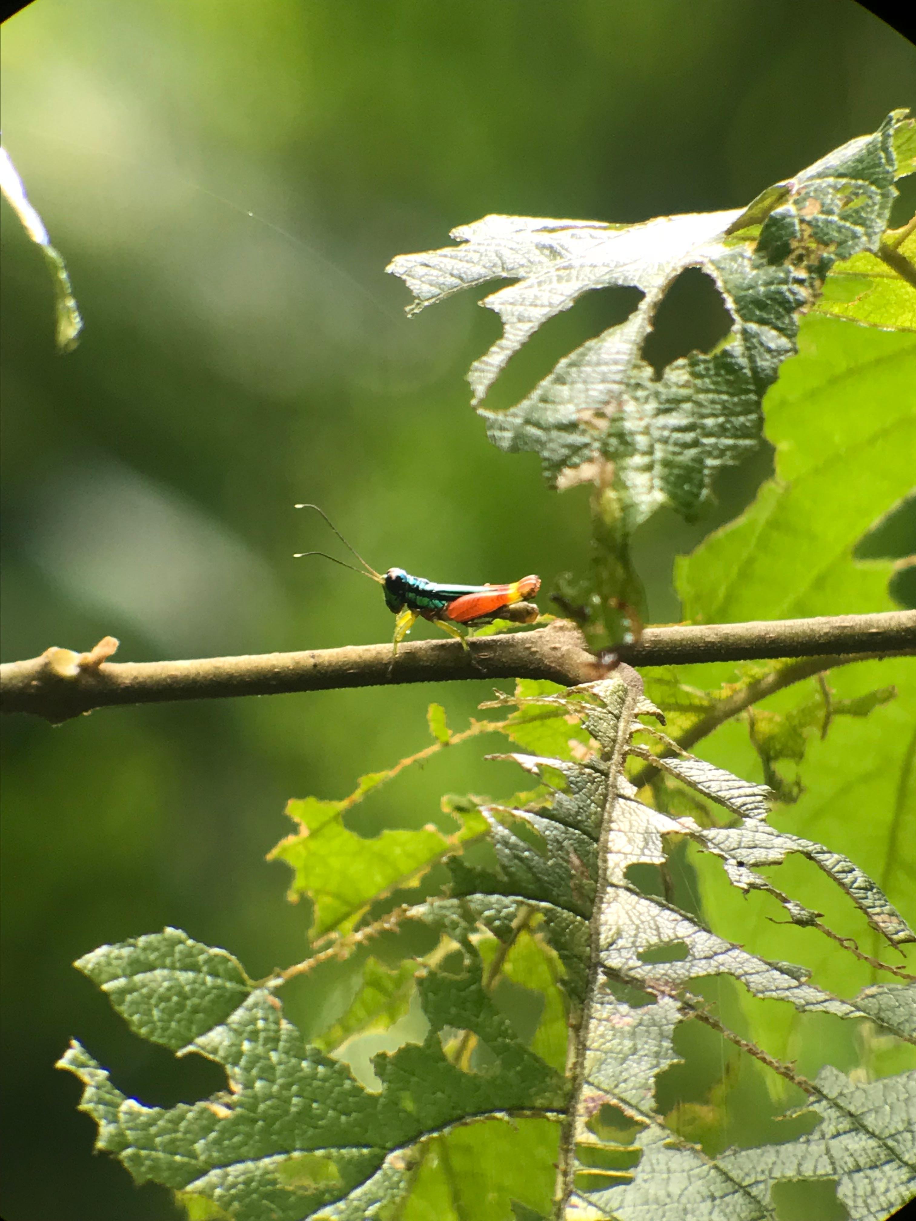 Manuel Antonio National Park: Expert-Guided Wildlife Hike