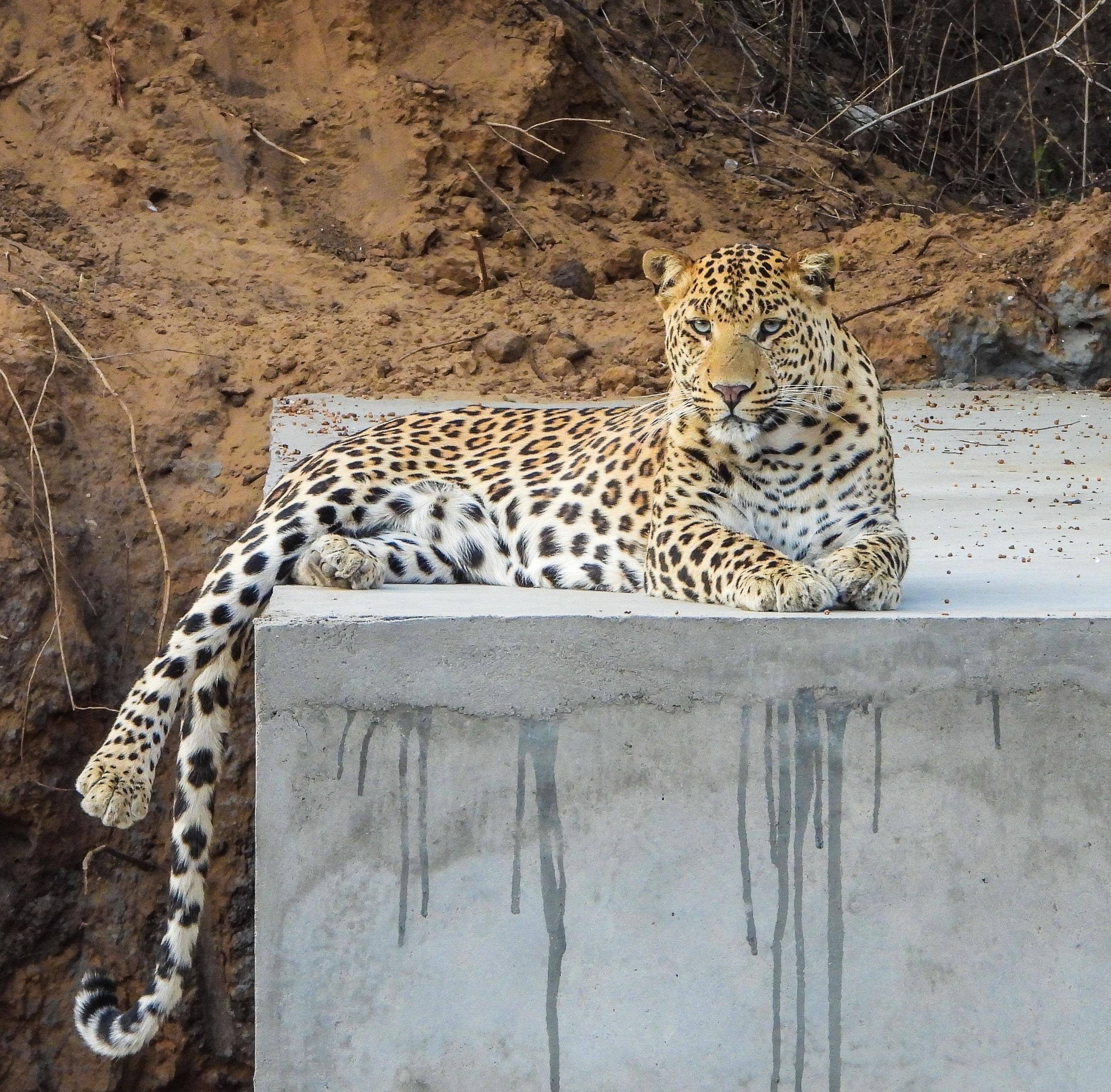 Jaipur Jhalana Leopard Safari – Private 4x4 Wildlife Experience