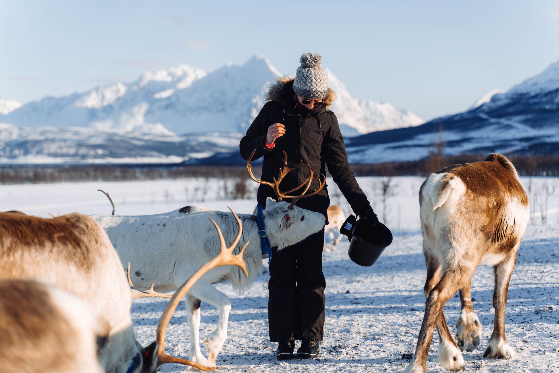 Tromsø: Reindeer Feeding and Sami Culture with Lunch
