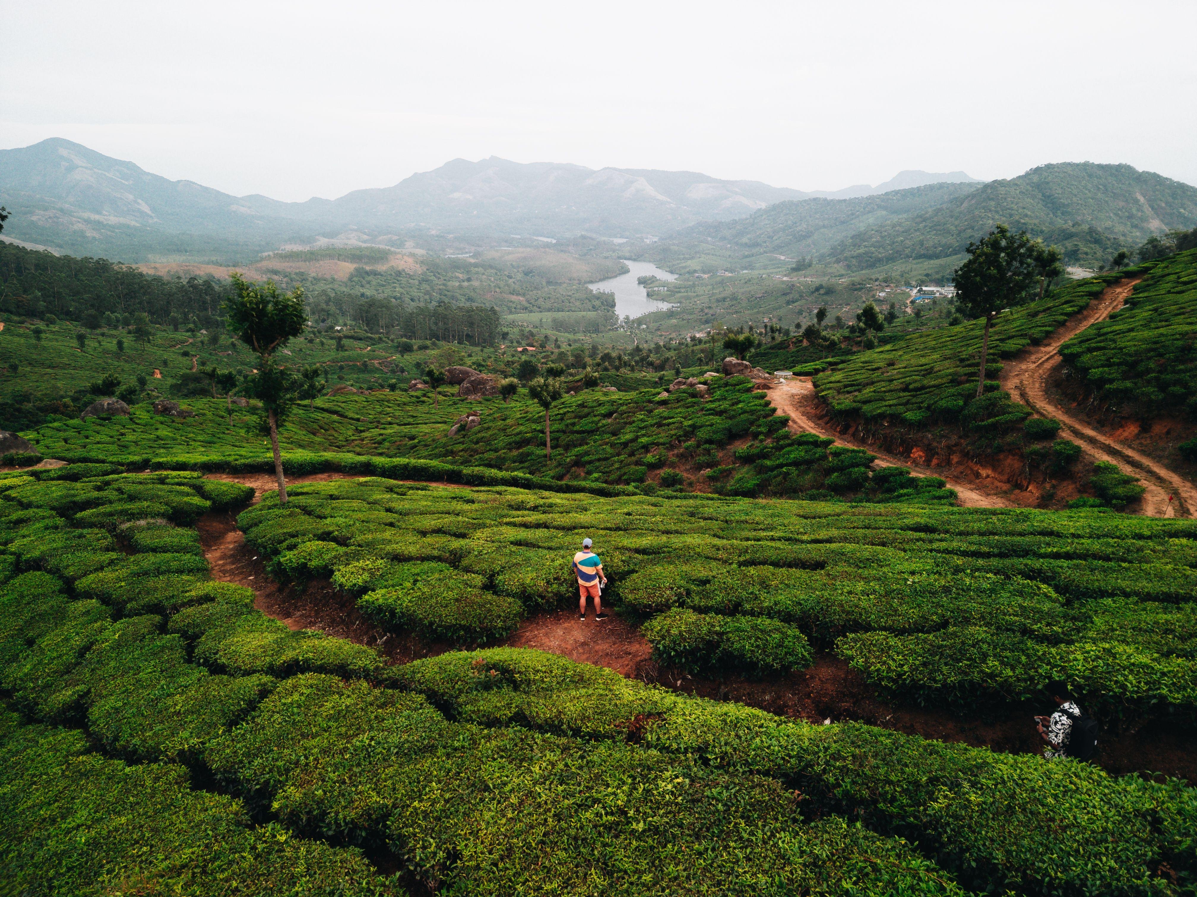5-Day Kerala Escape: Munnar Hills, Thekkady Wildlife & Alleppey Houseboat