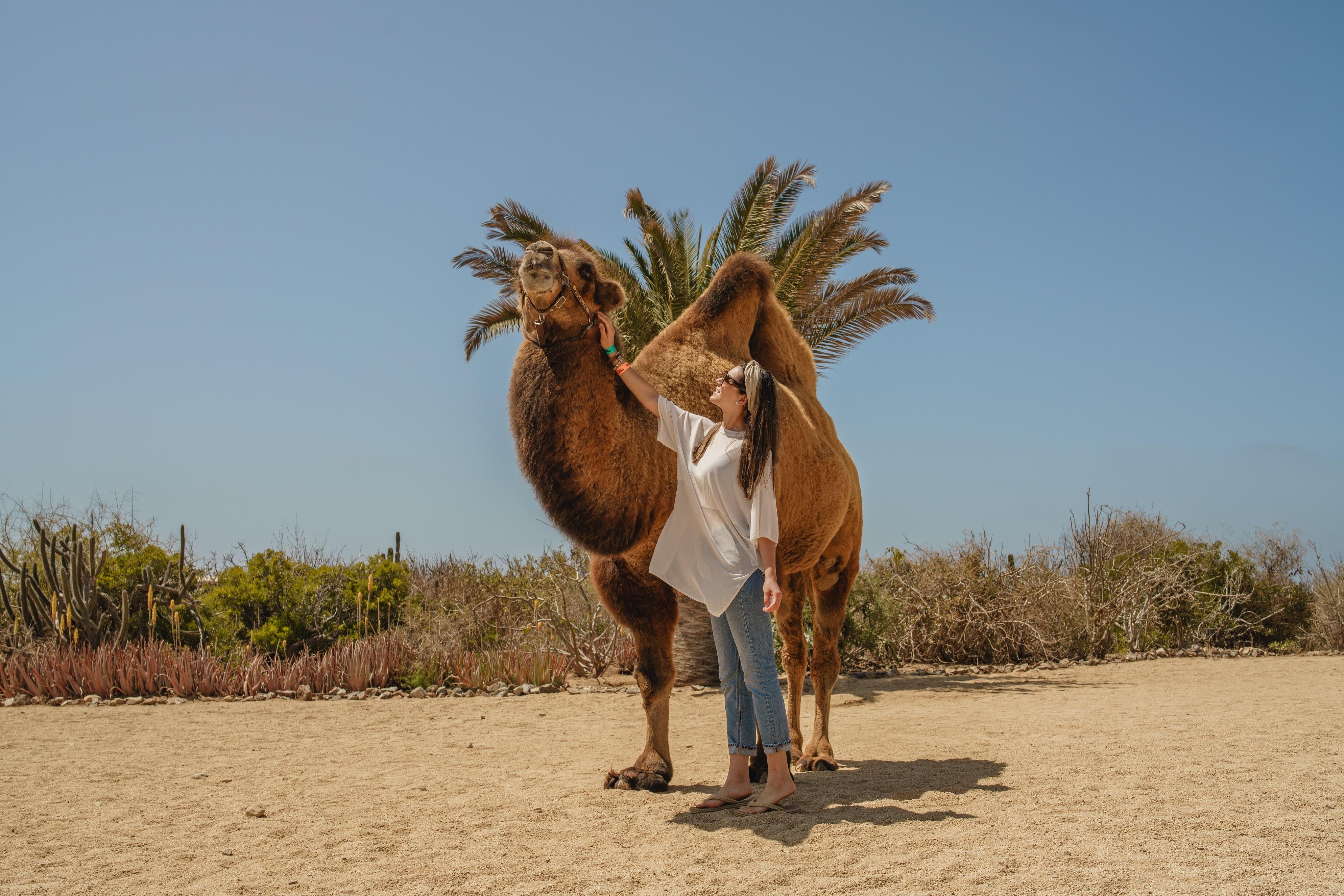 Cabo San Lucas Camel Safari with Lunch & Tequila Tasting