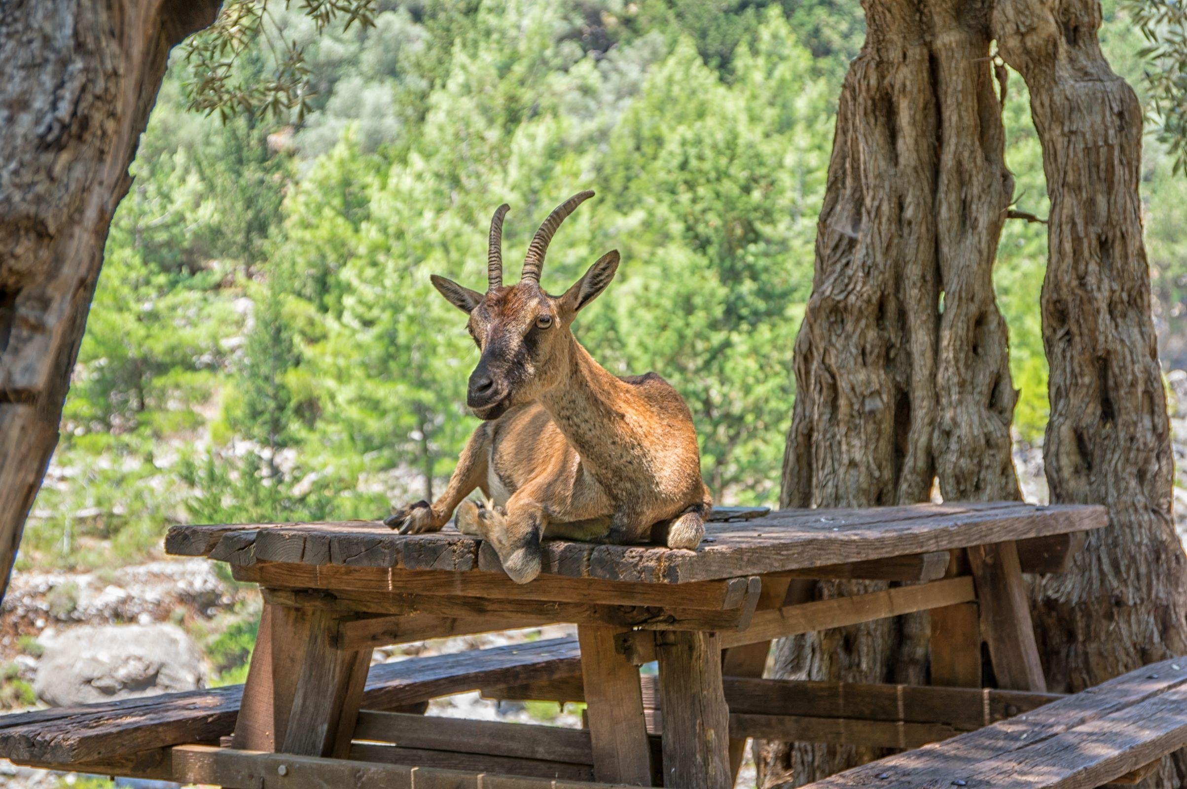 From Chania: Samaria Gorge with Professional Hiking Guide - 2026 (Verified Reviews)
