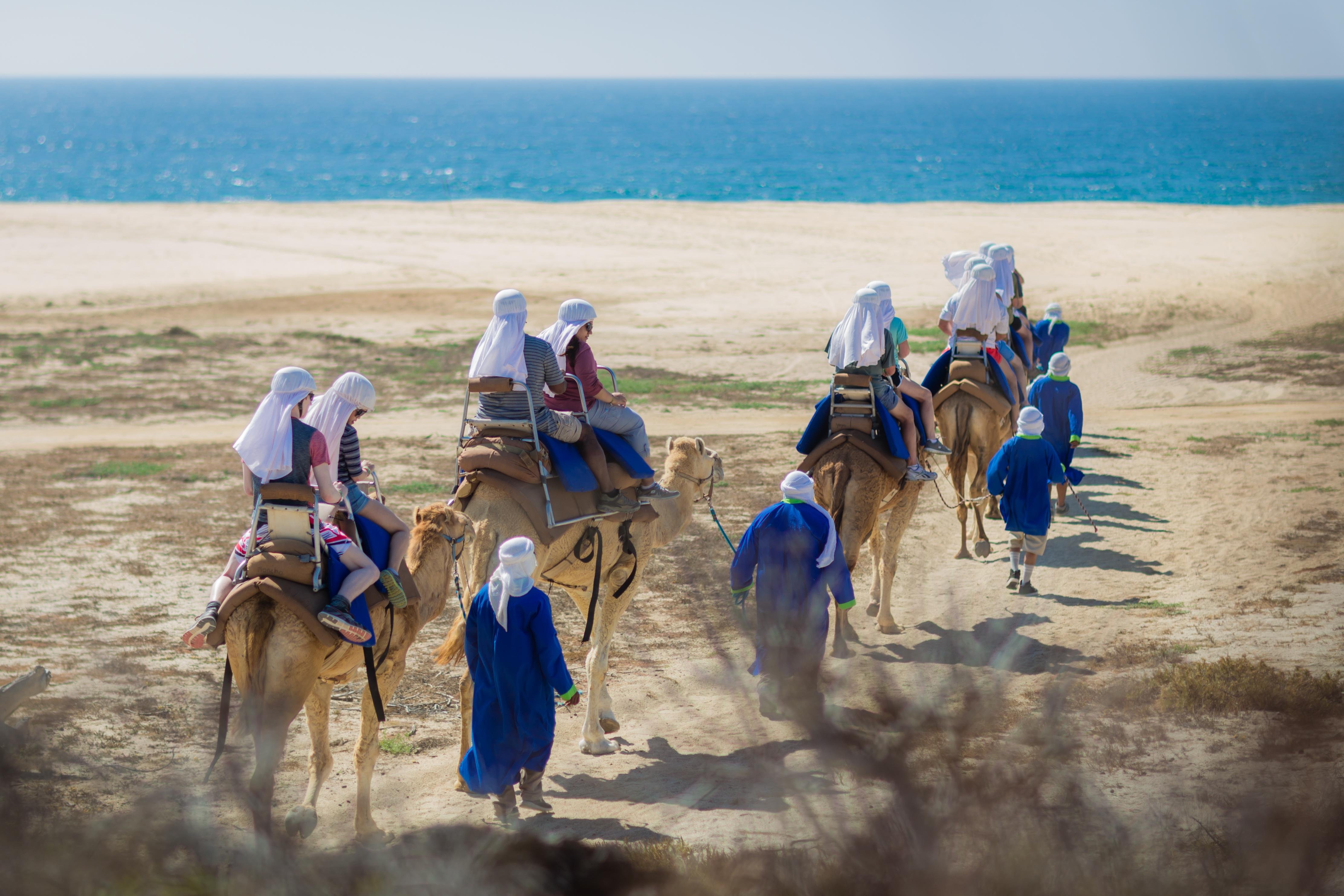 Cabo San Lucas Camel Safari with Lunch & Tequila Tasting