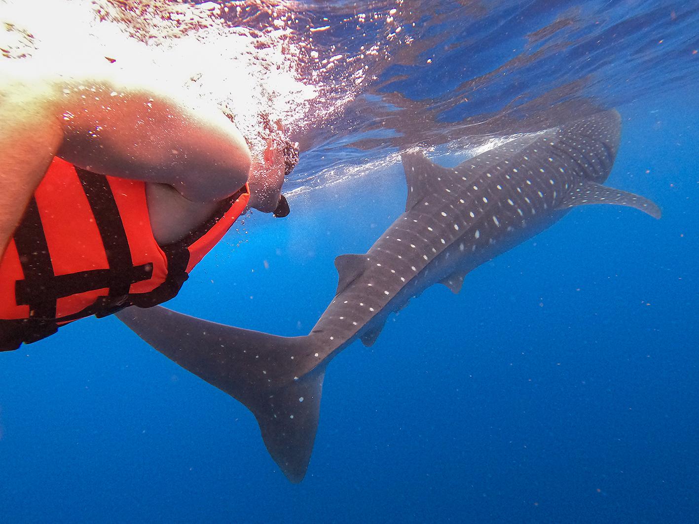 Whale Shark Swimming Adventure in Holbox