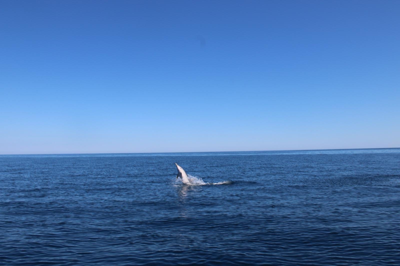 Taormina Sunset Catamaran & Dolphin Watching Cruise
