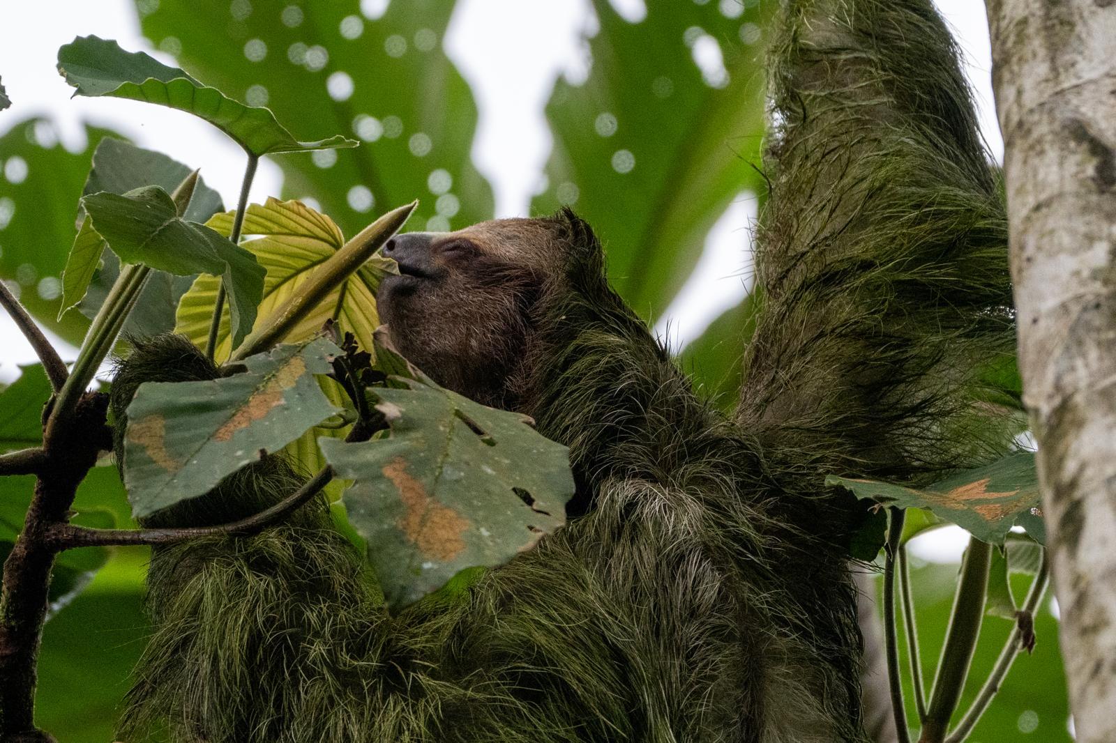 Sloth Encounter & Costa Rican Farm Experience