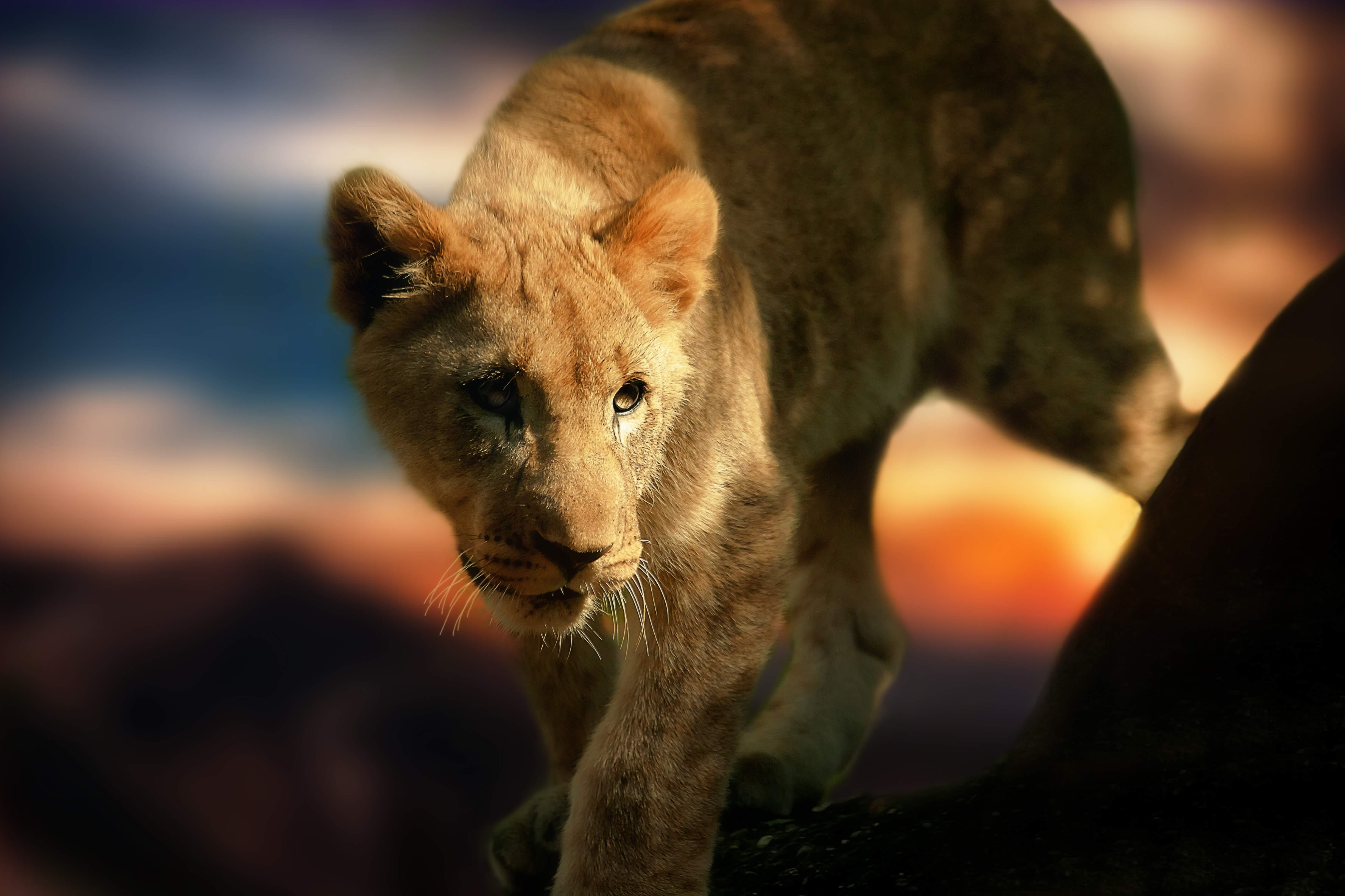 Private Chobe Safari & River Cruise