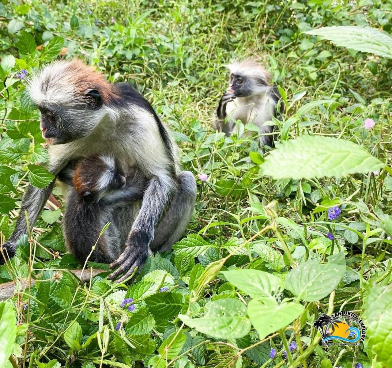 Zanzibar: Jozani Forest, Salaam Cave & The Rock Restaurant Day Tour