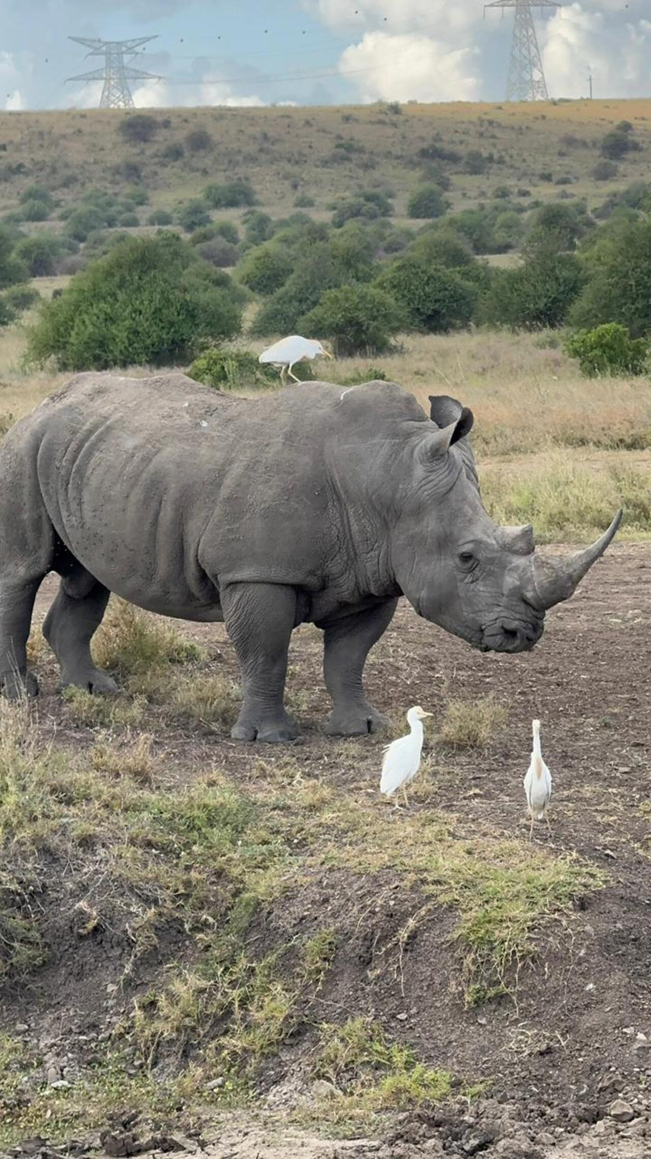 Nairobi National Park 5-Hour 4x4 Wildlife Safari